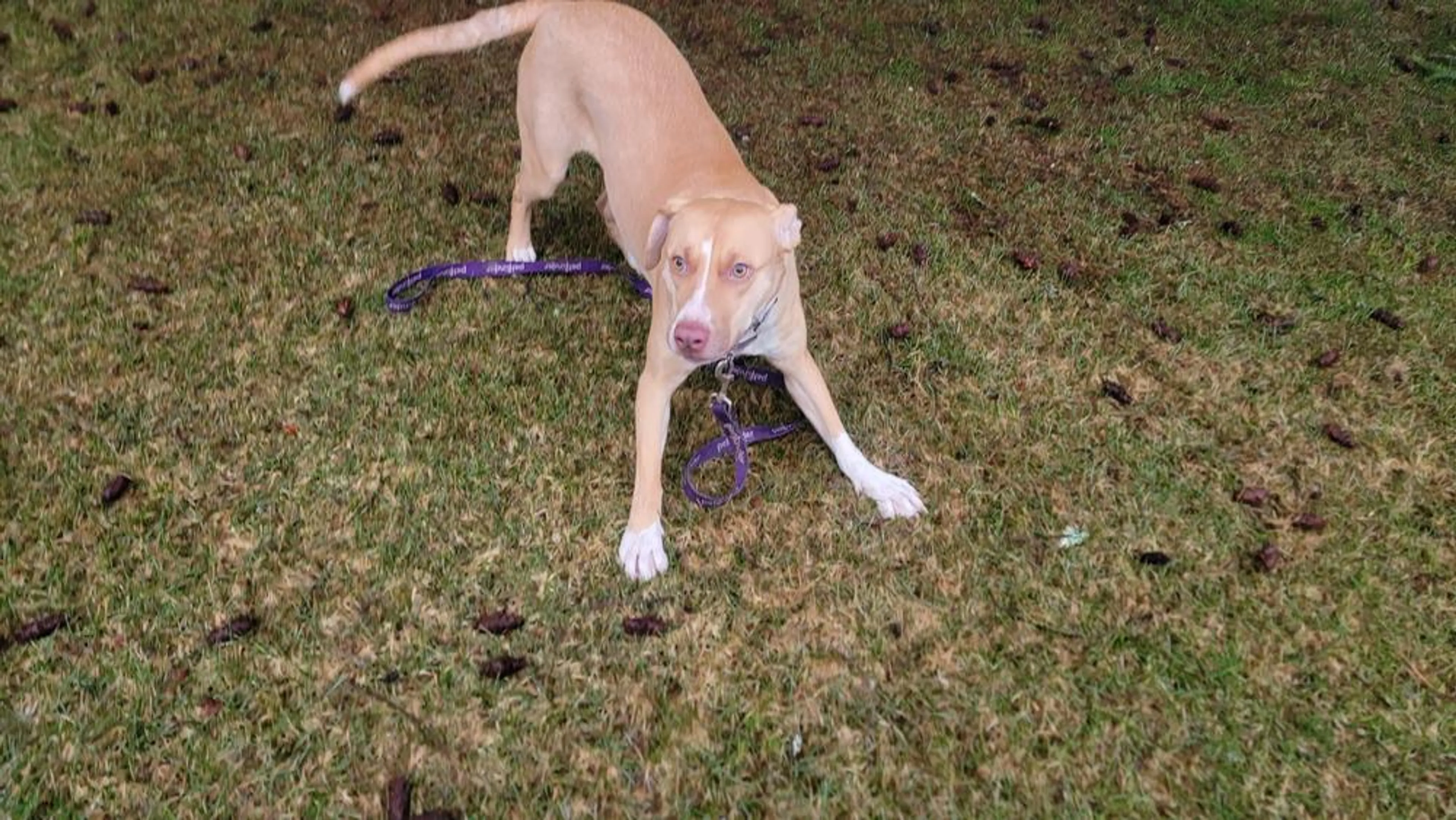 Found pet-5