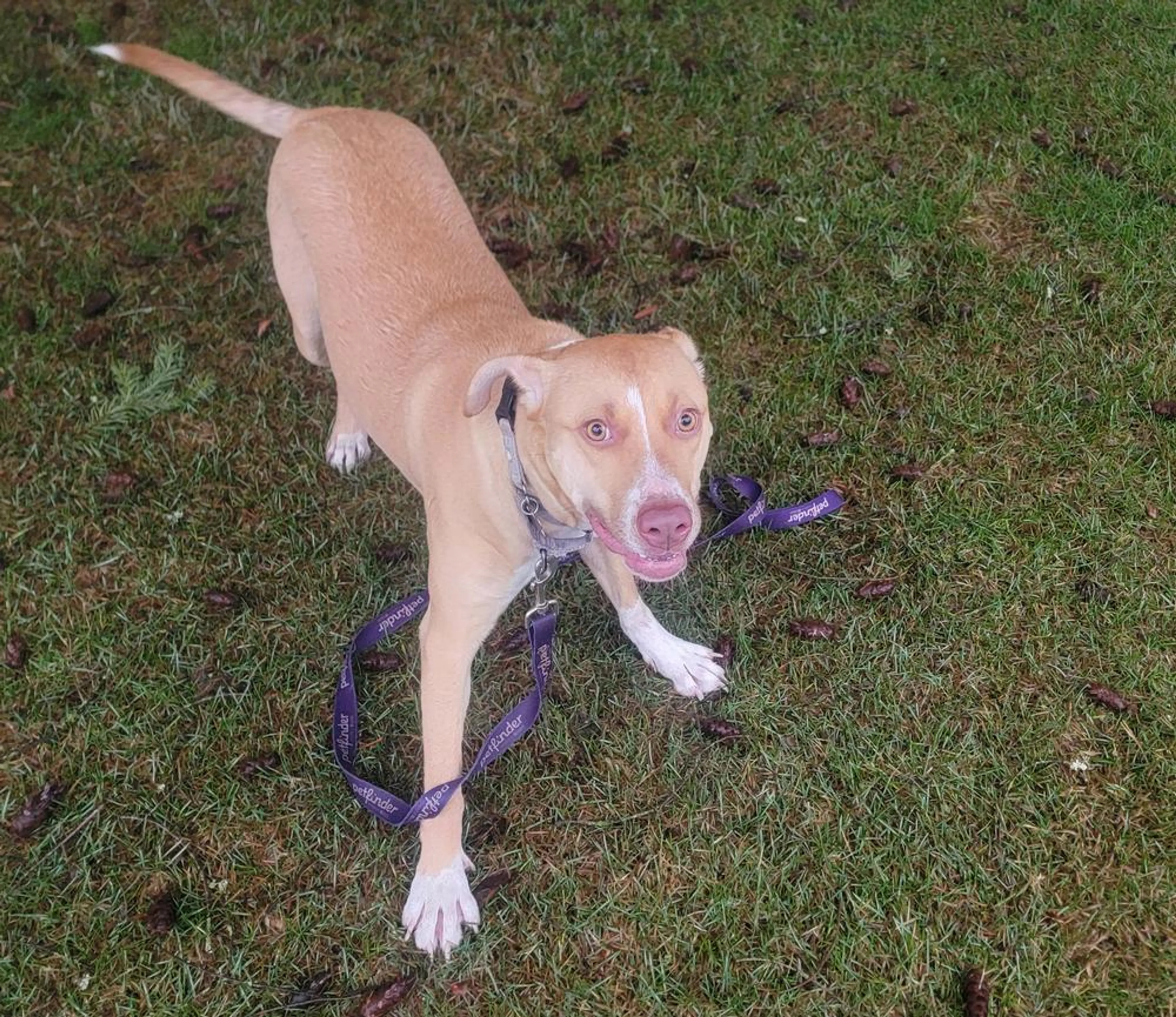 Found pet-3