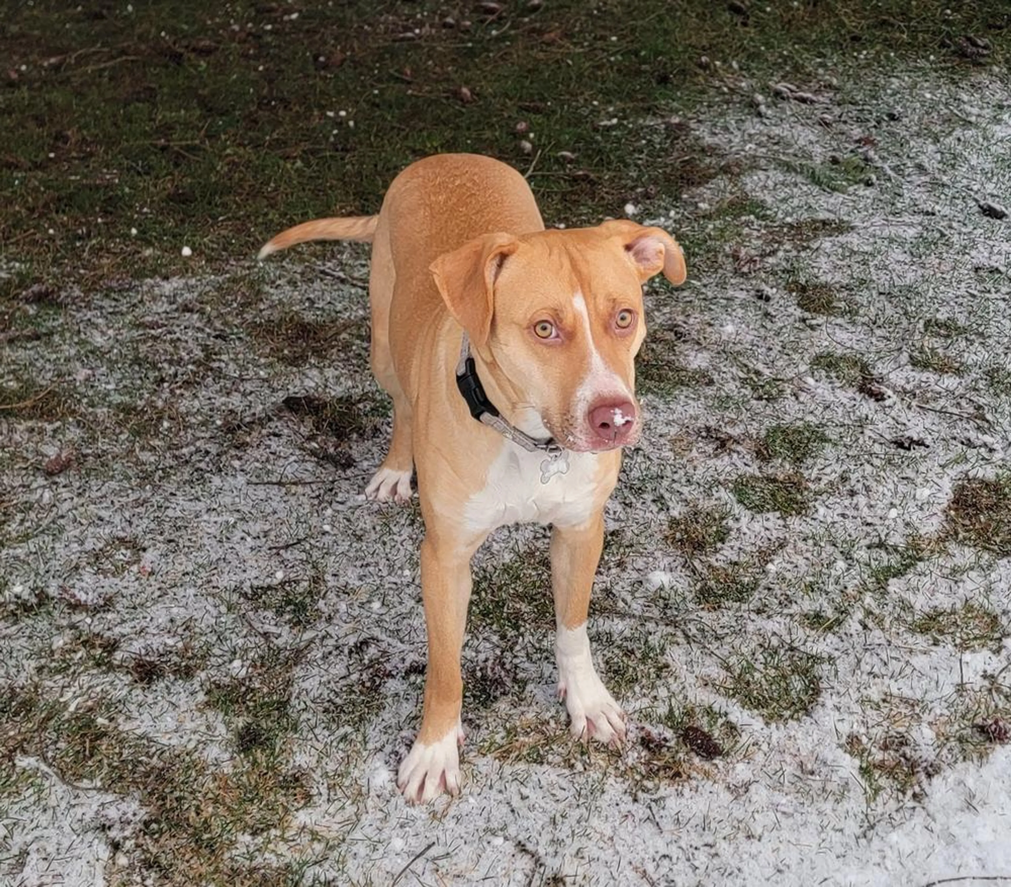 Found pet-4