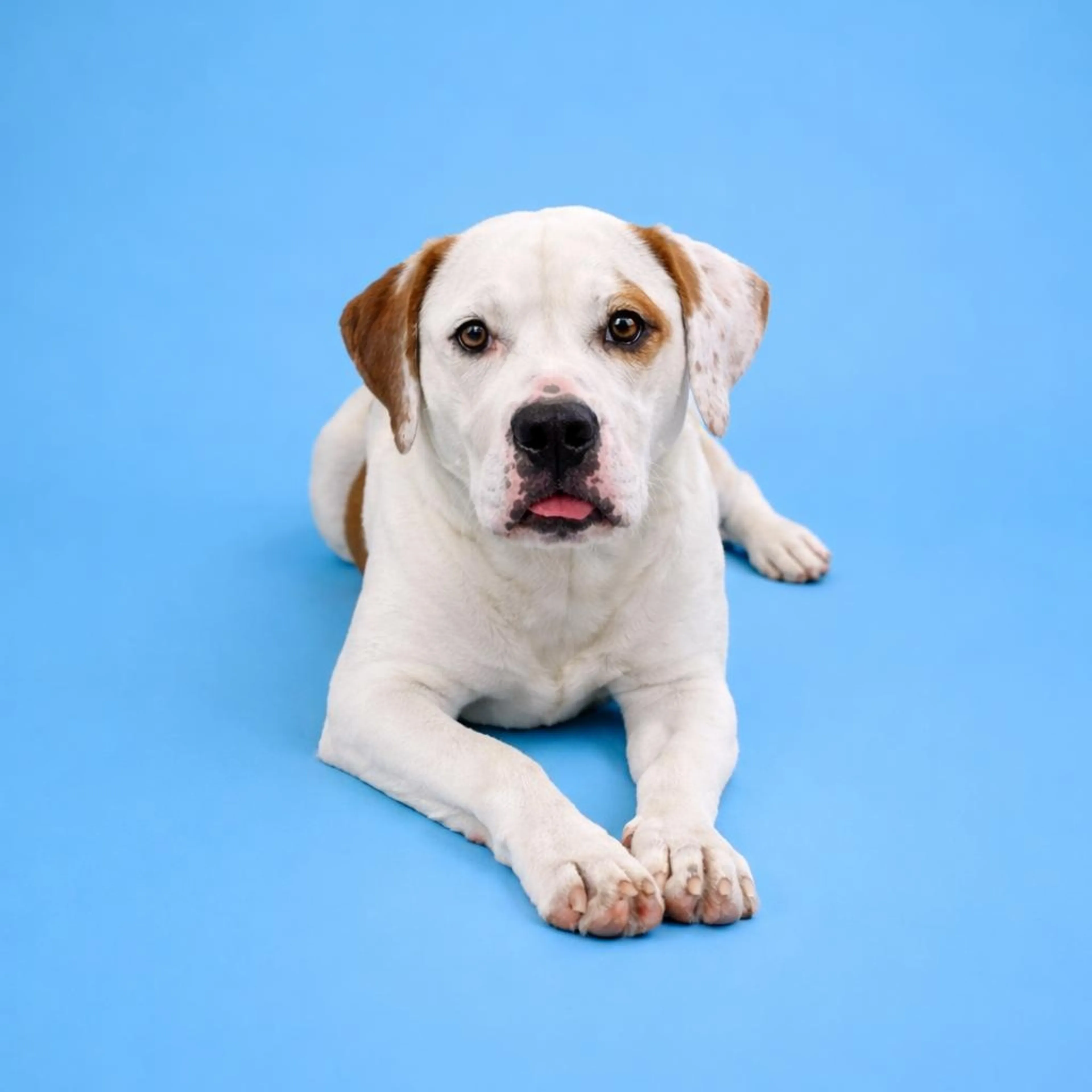 Found pet-4
