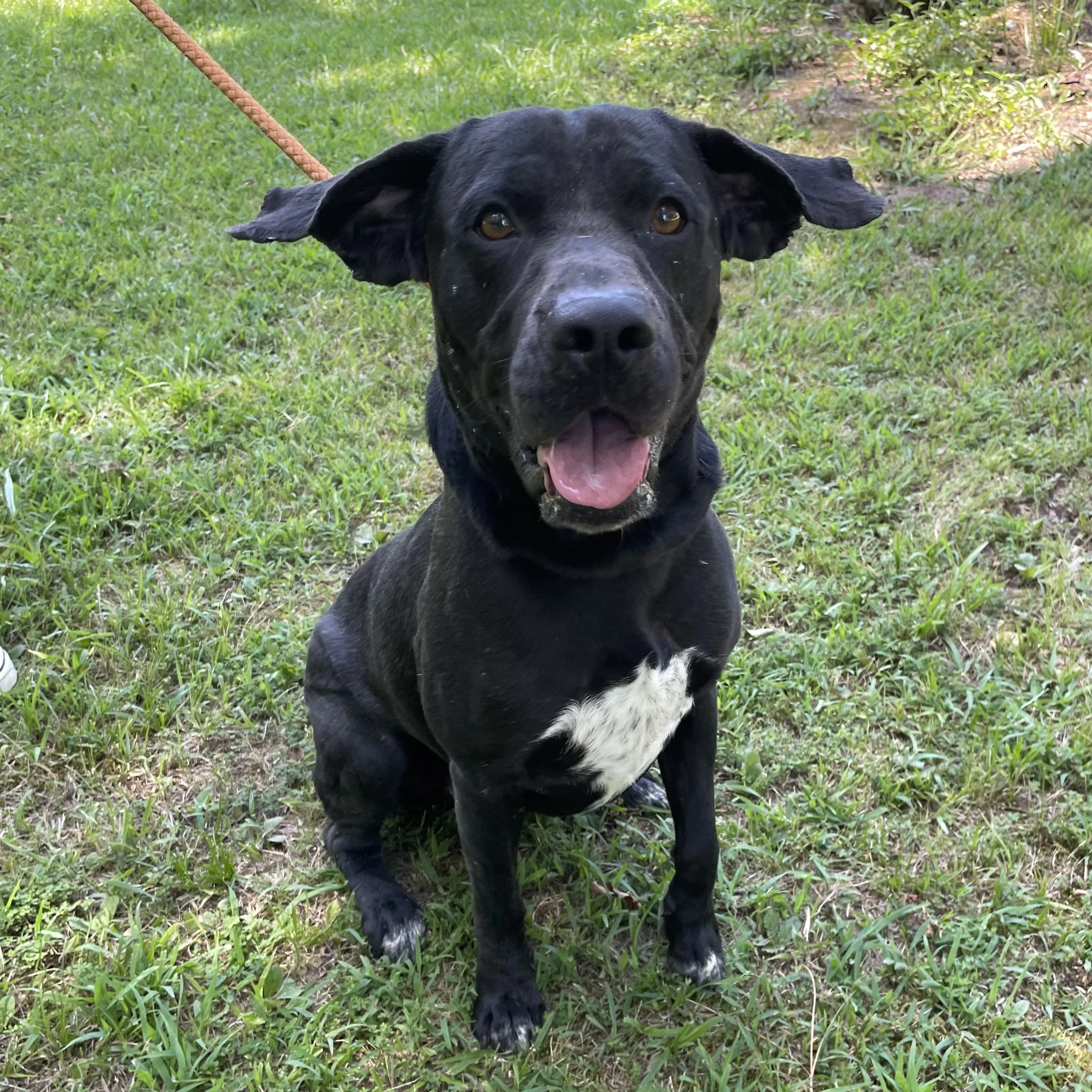 Found pet-4