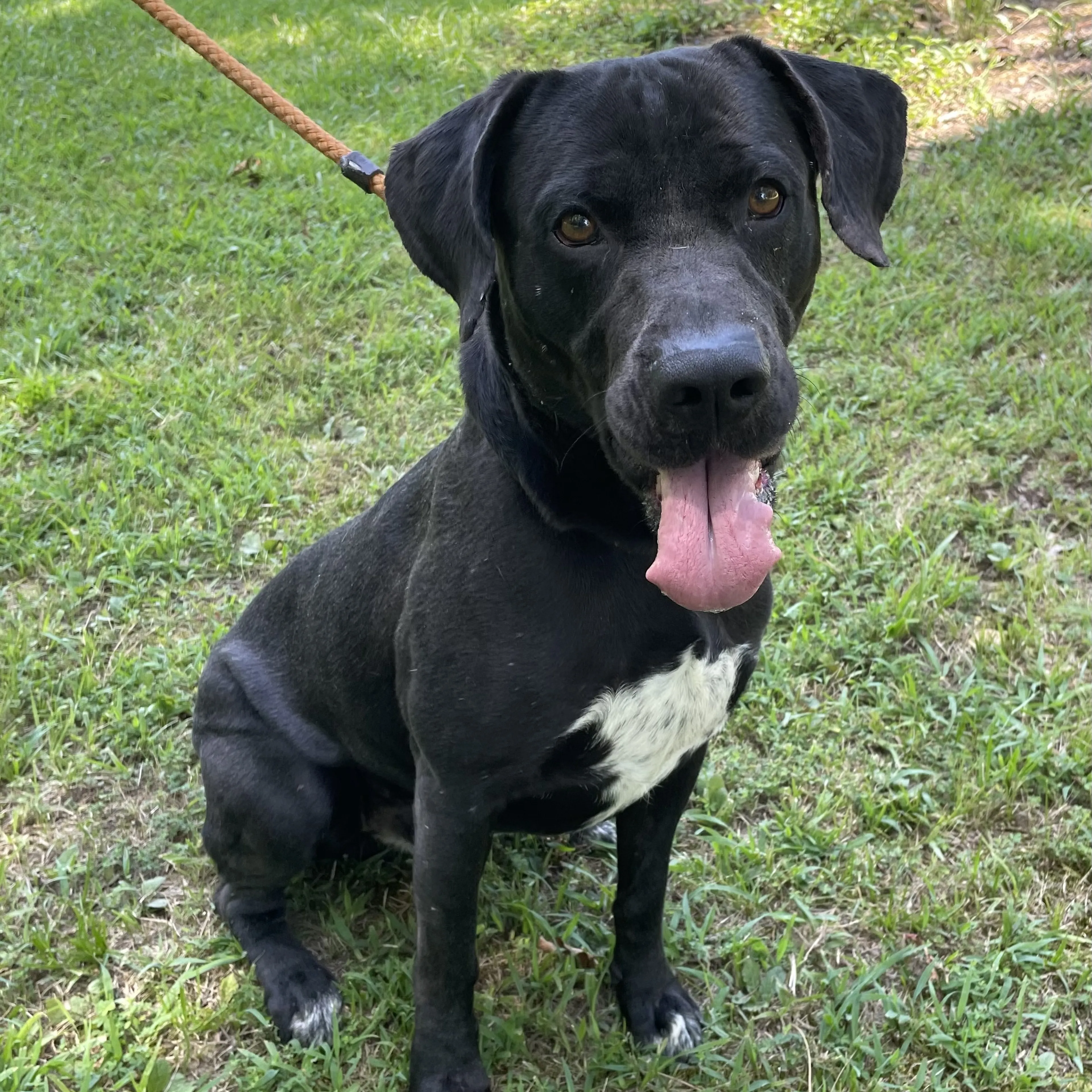 Found pet-3
