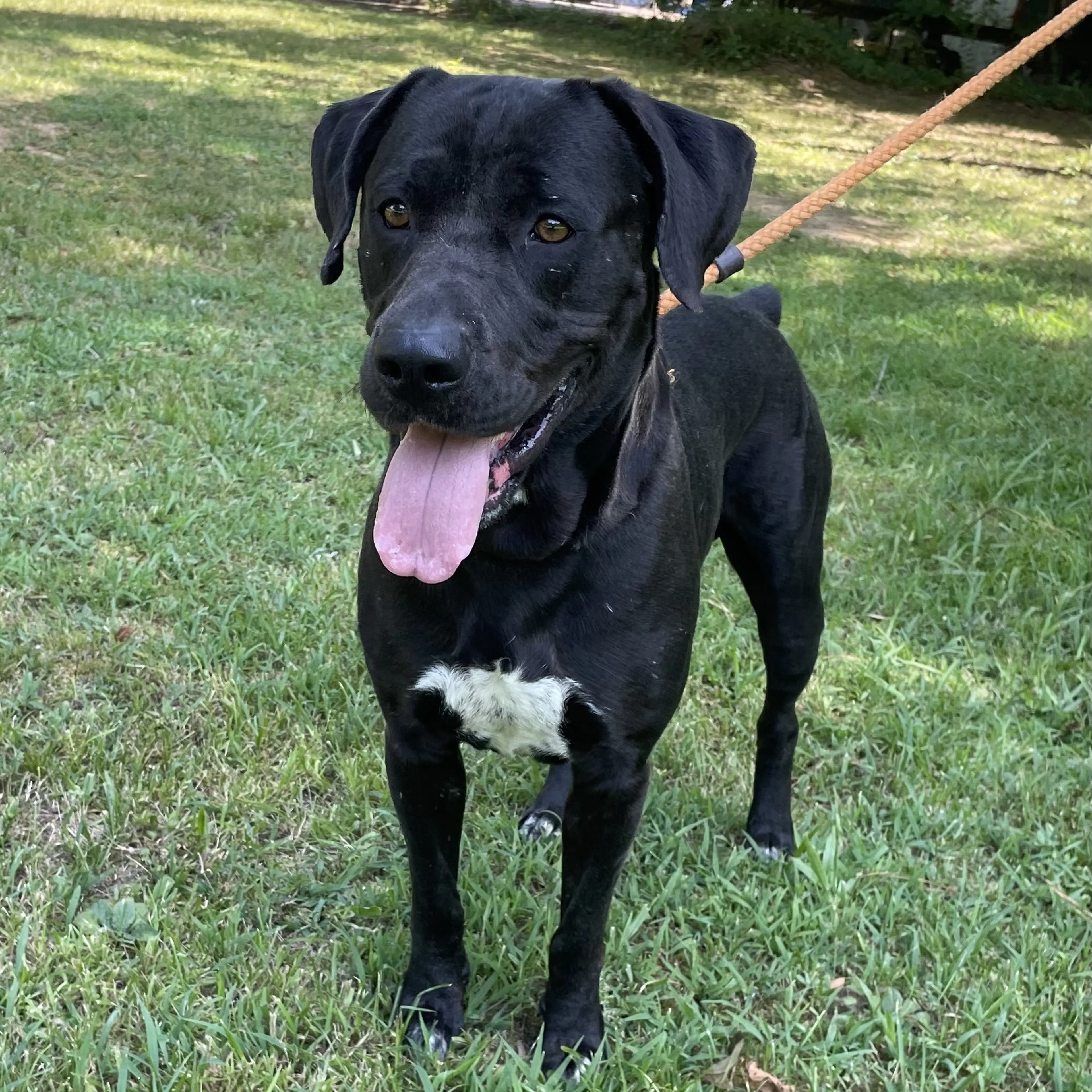 Found pet-1
