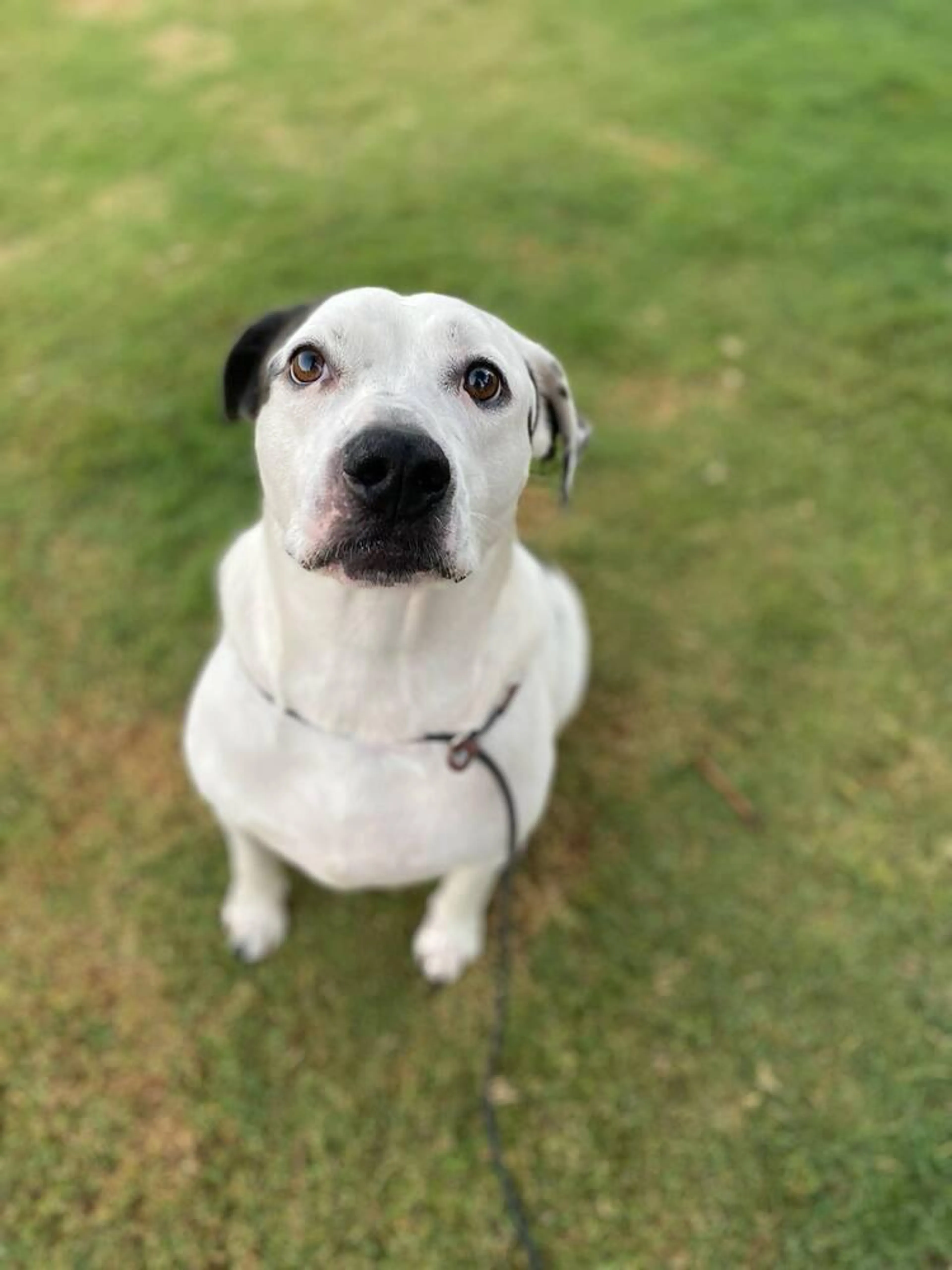 Found pet-2