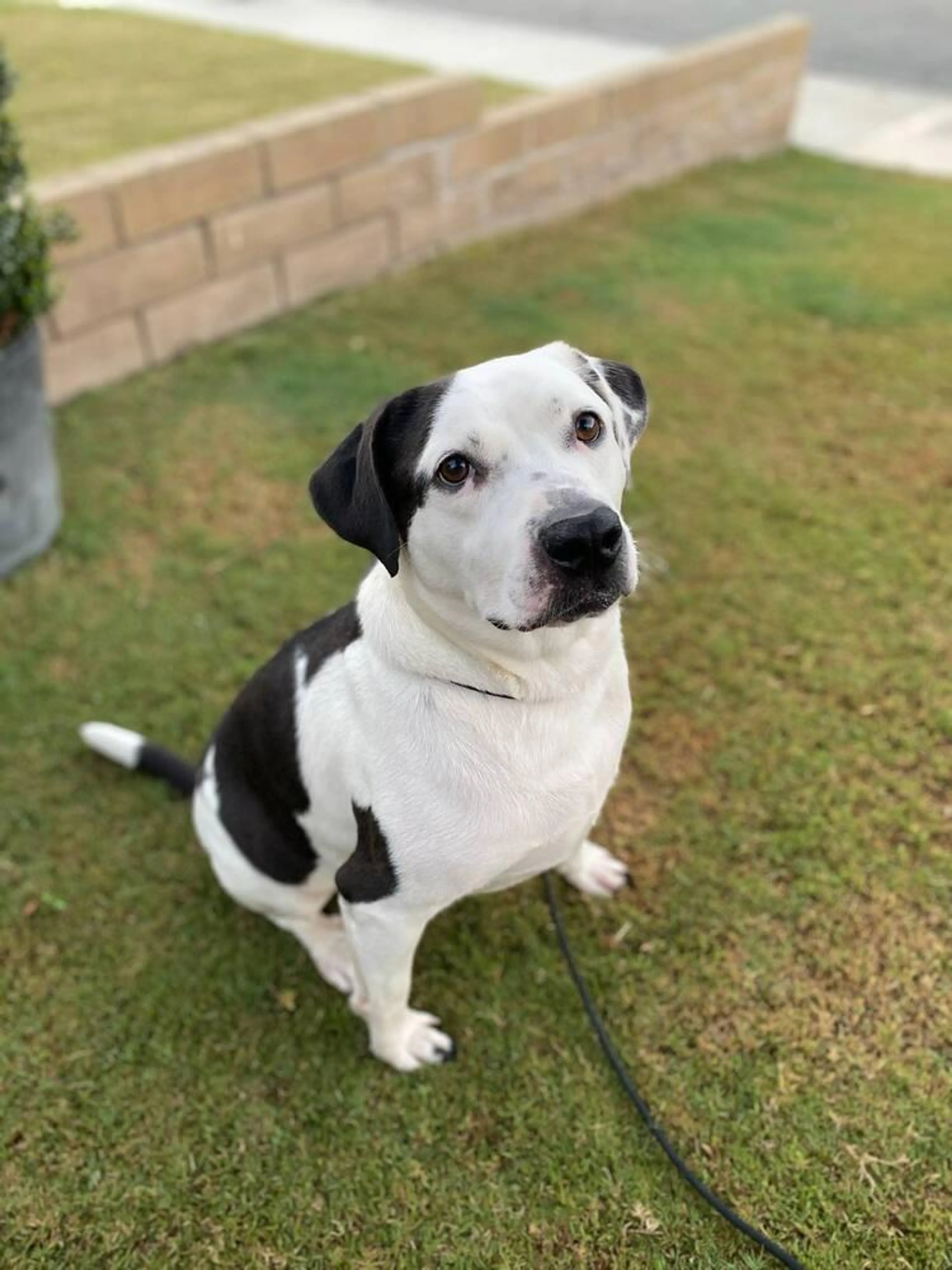 Found pet-4