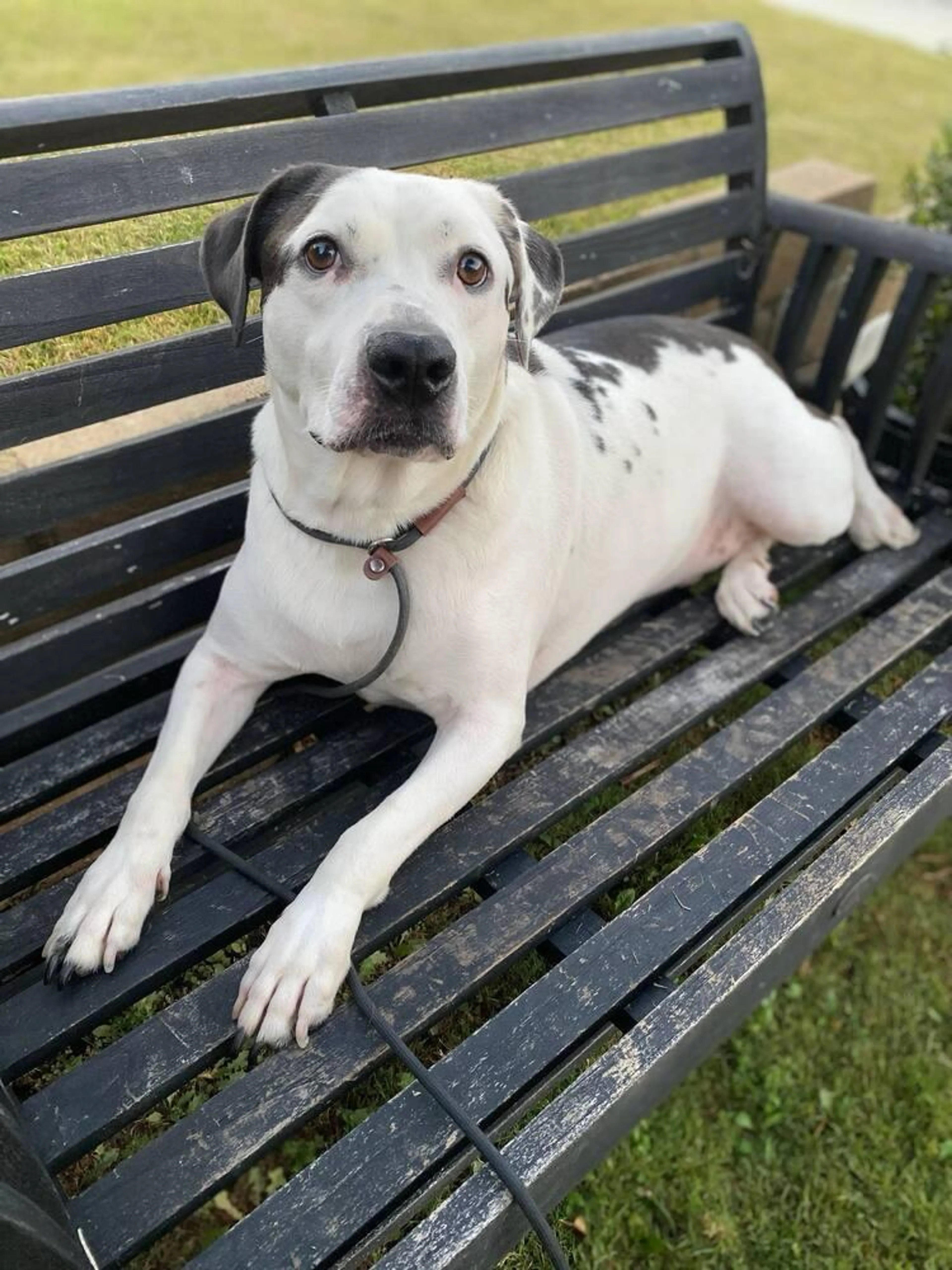 Found pet-3