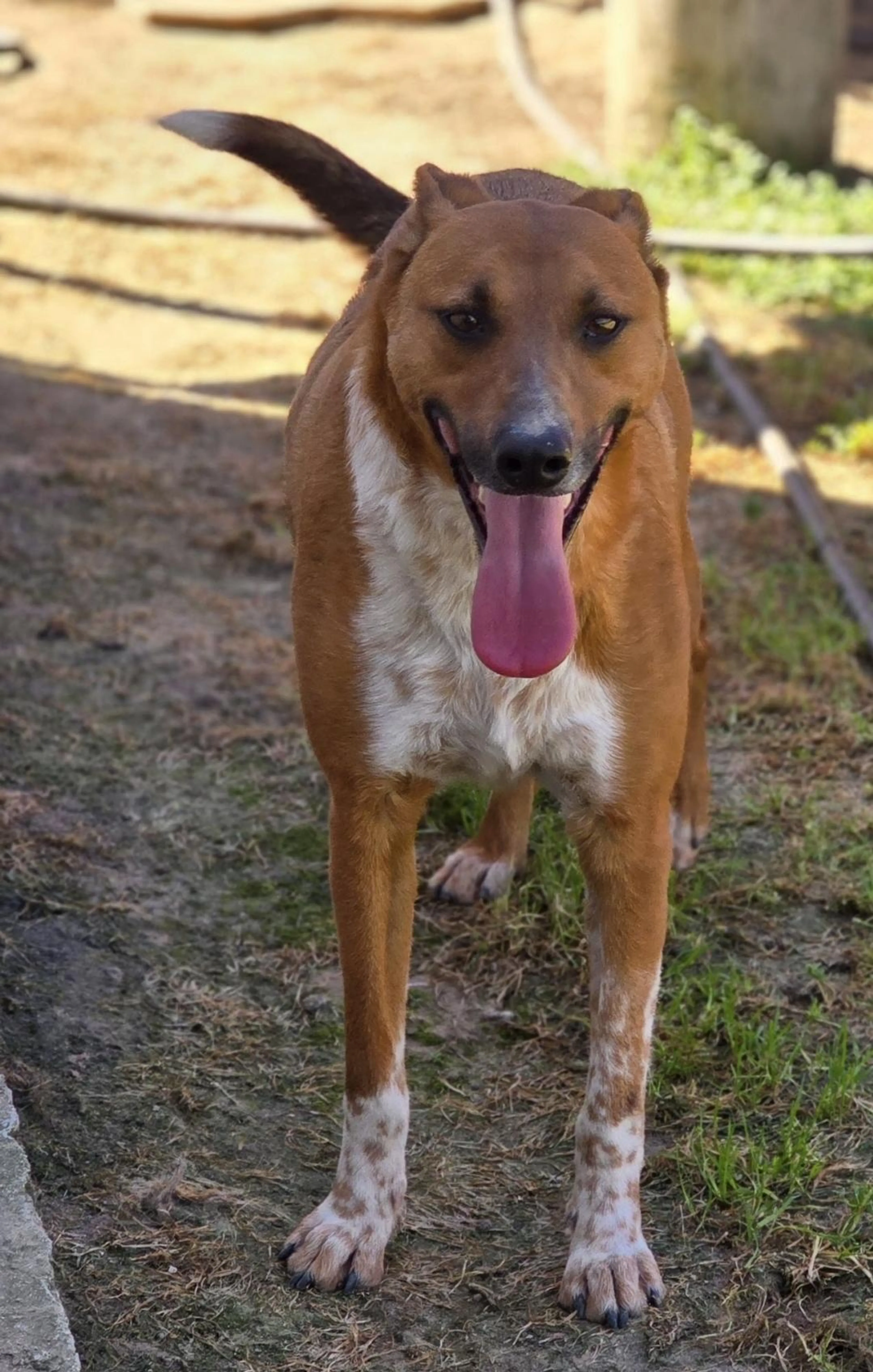 Found pet-4