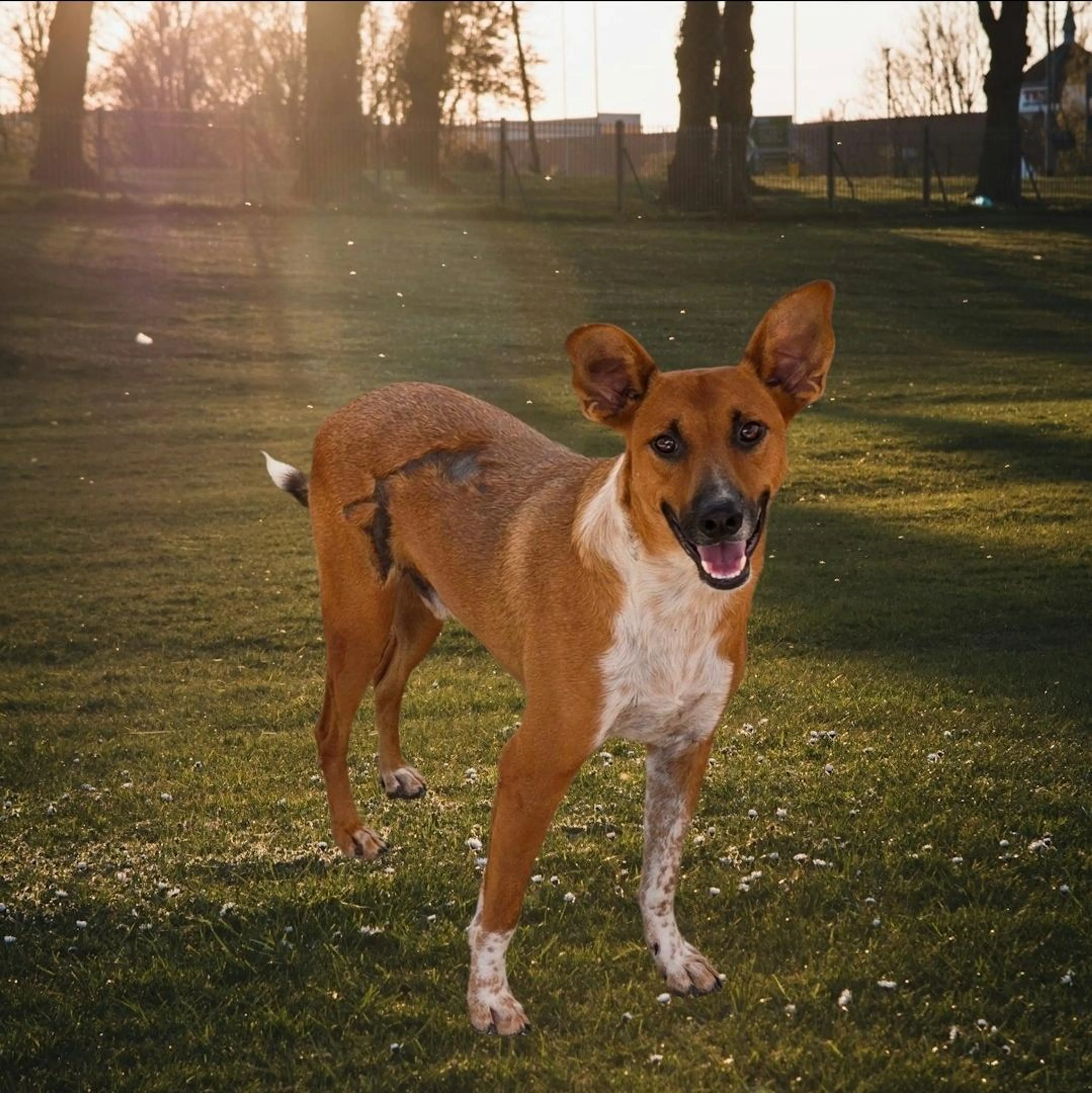Found pet-1