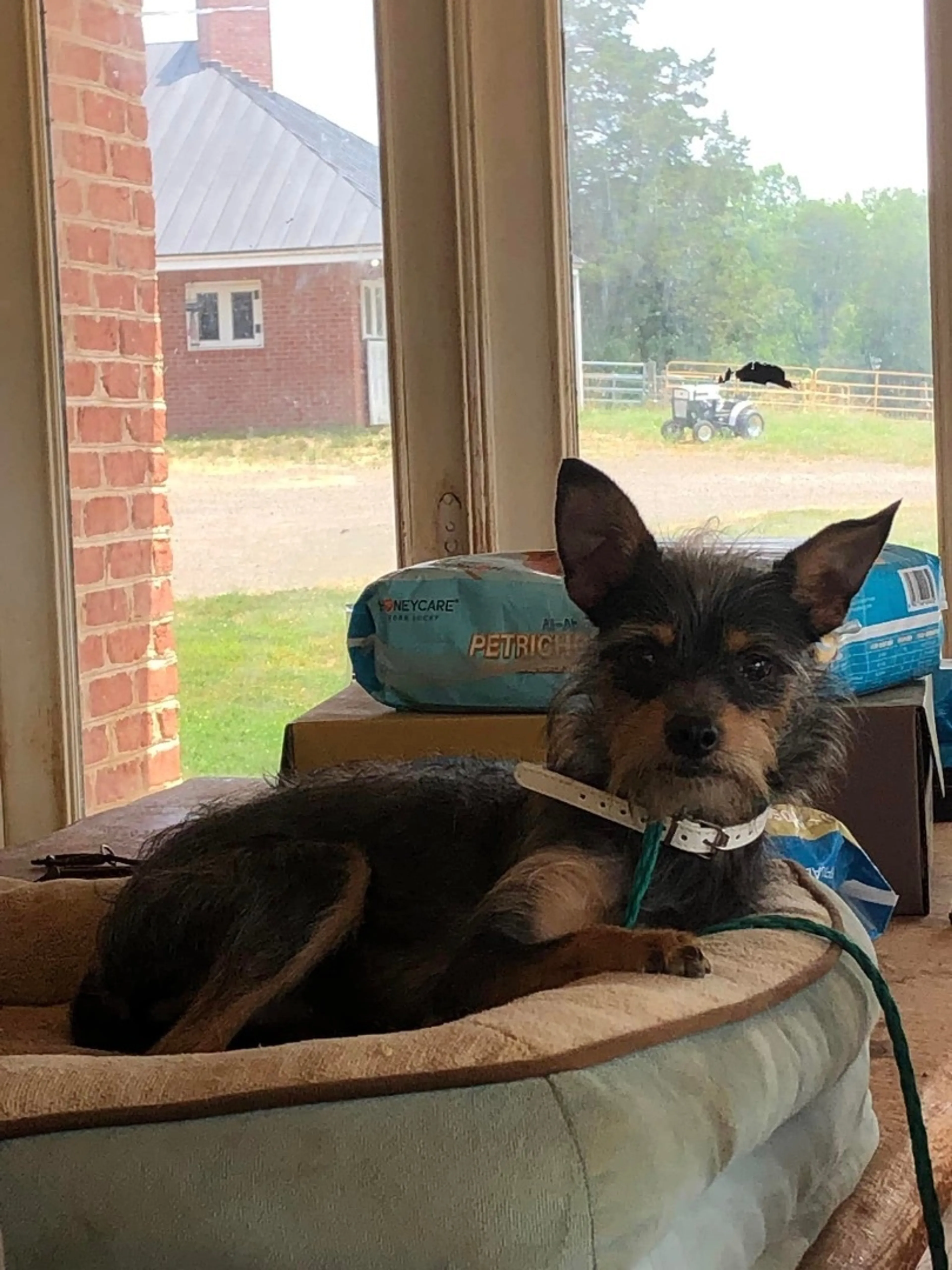 Found pet-3
