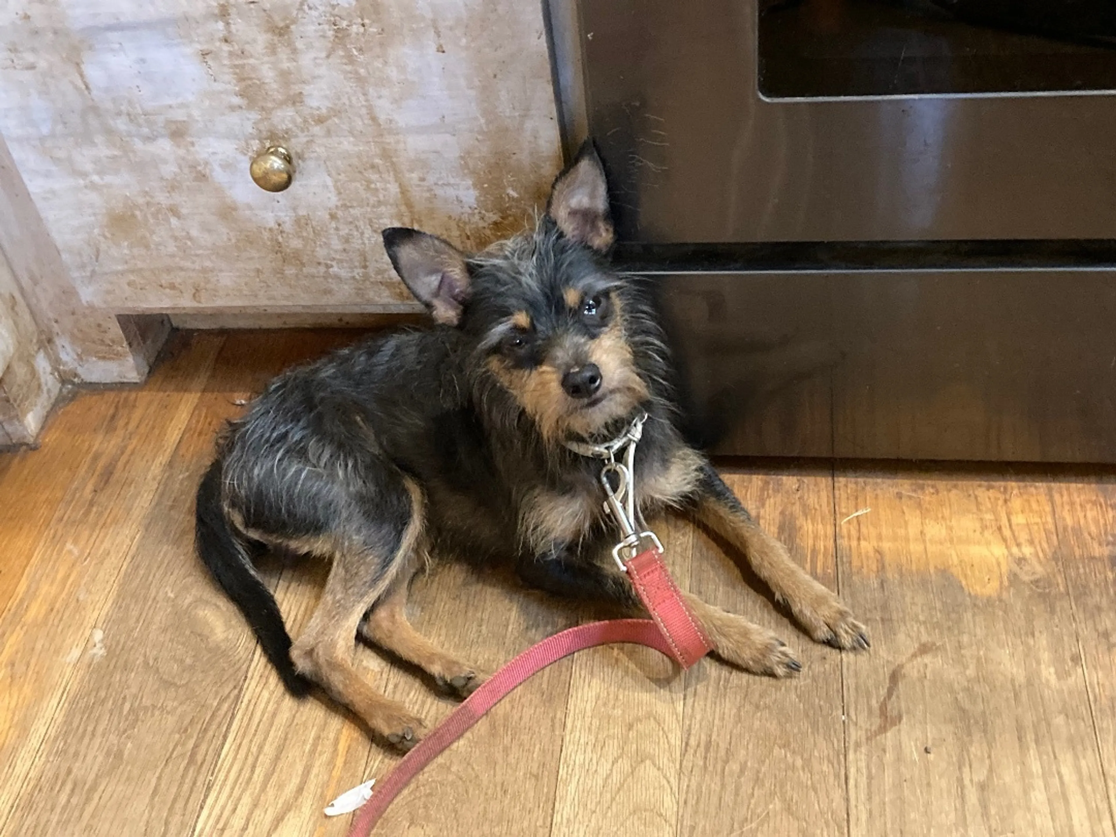 Found pet-4