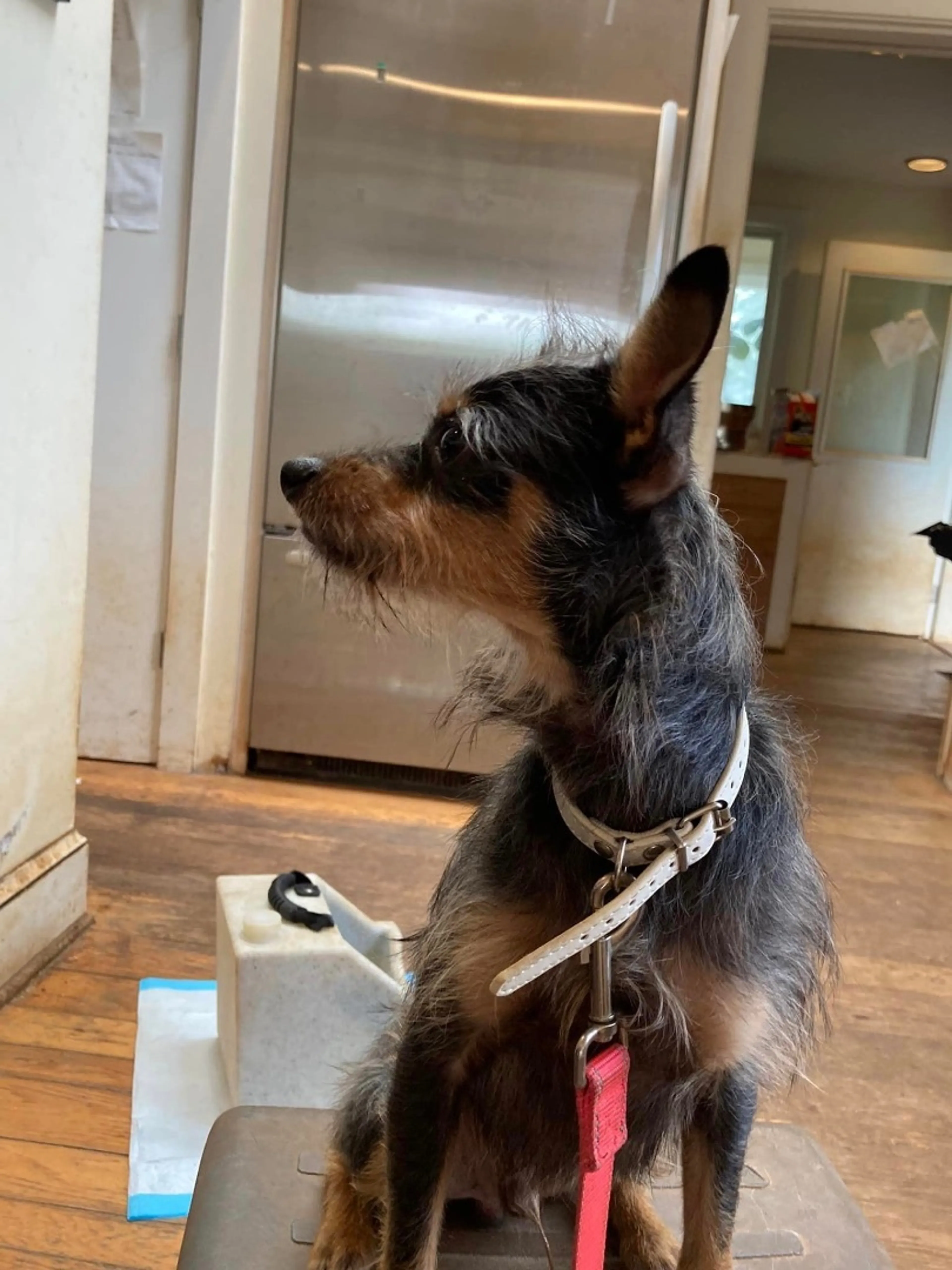 Found pet-2