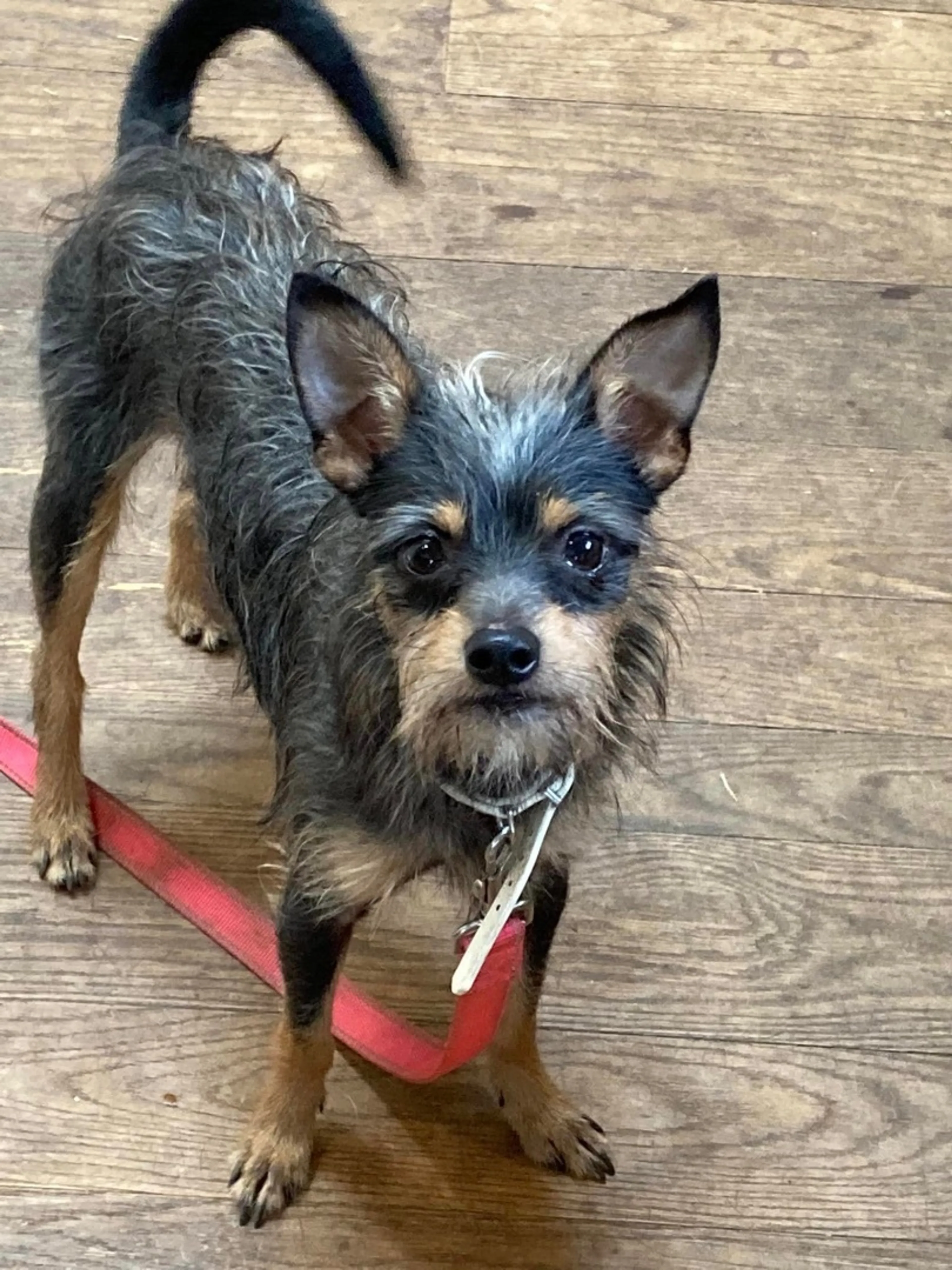 Found pet-1