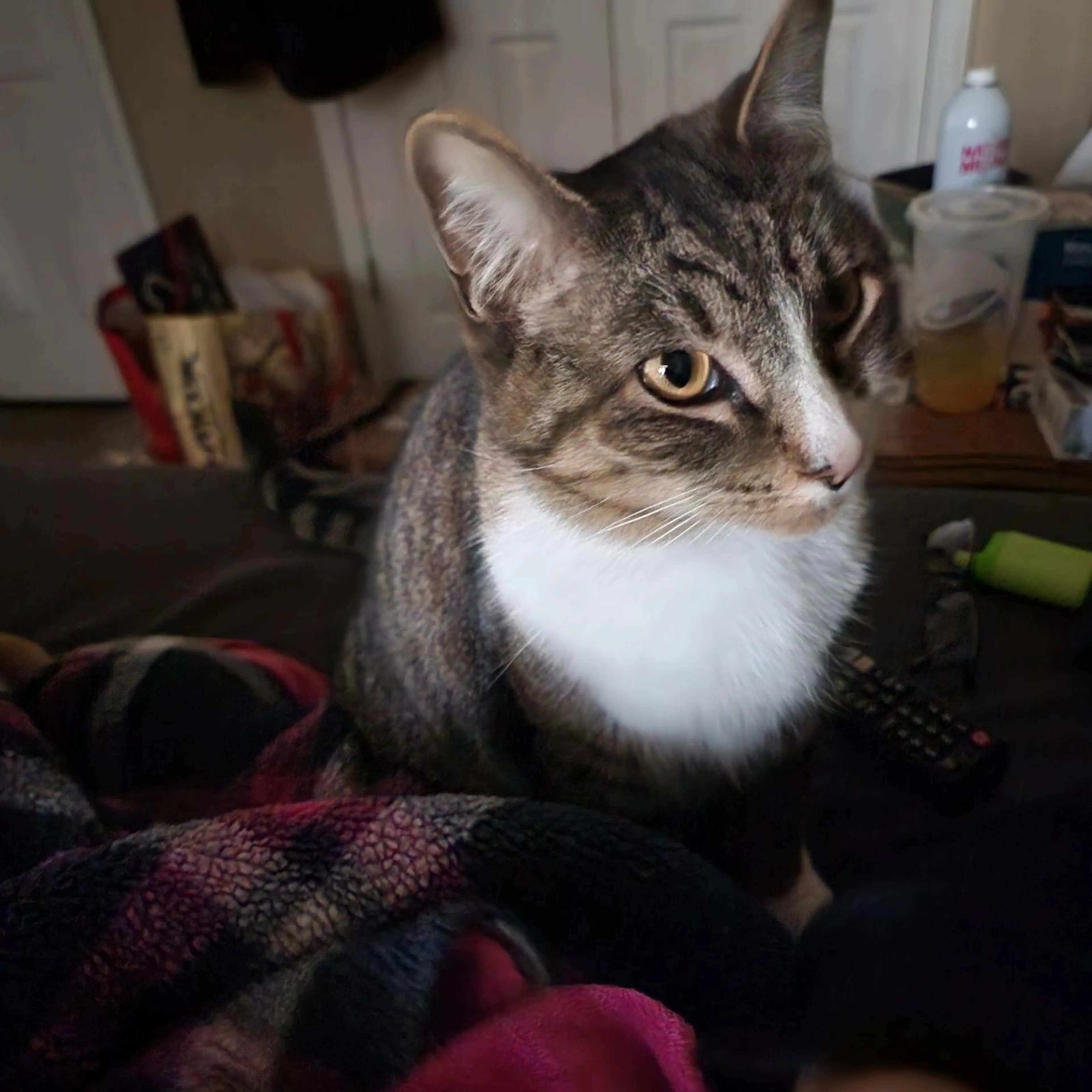 Found pet-2