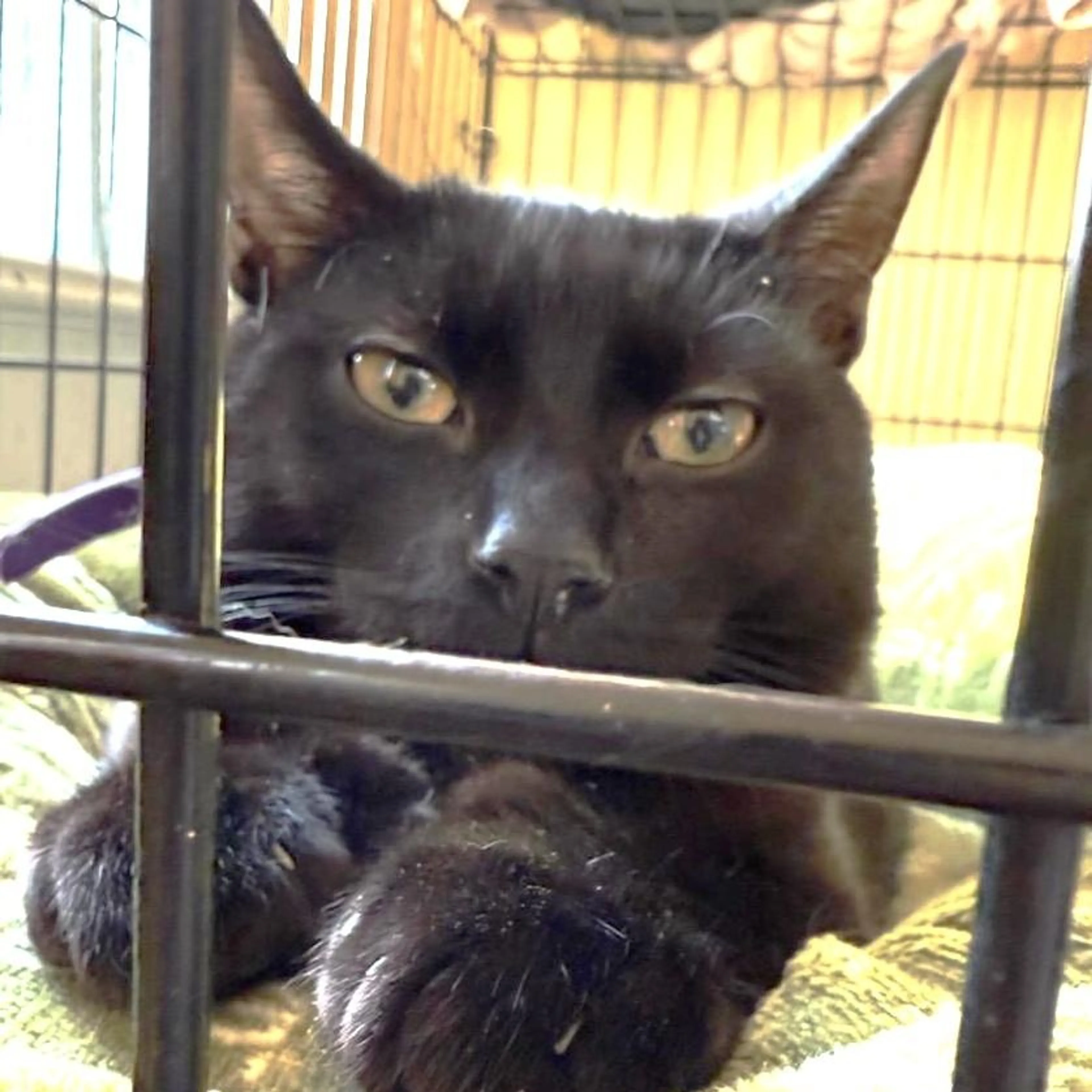 Found pet-2
