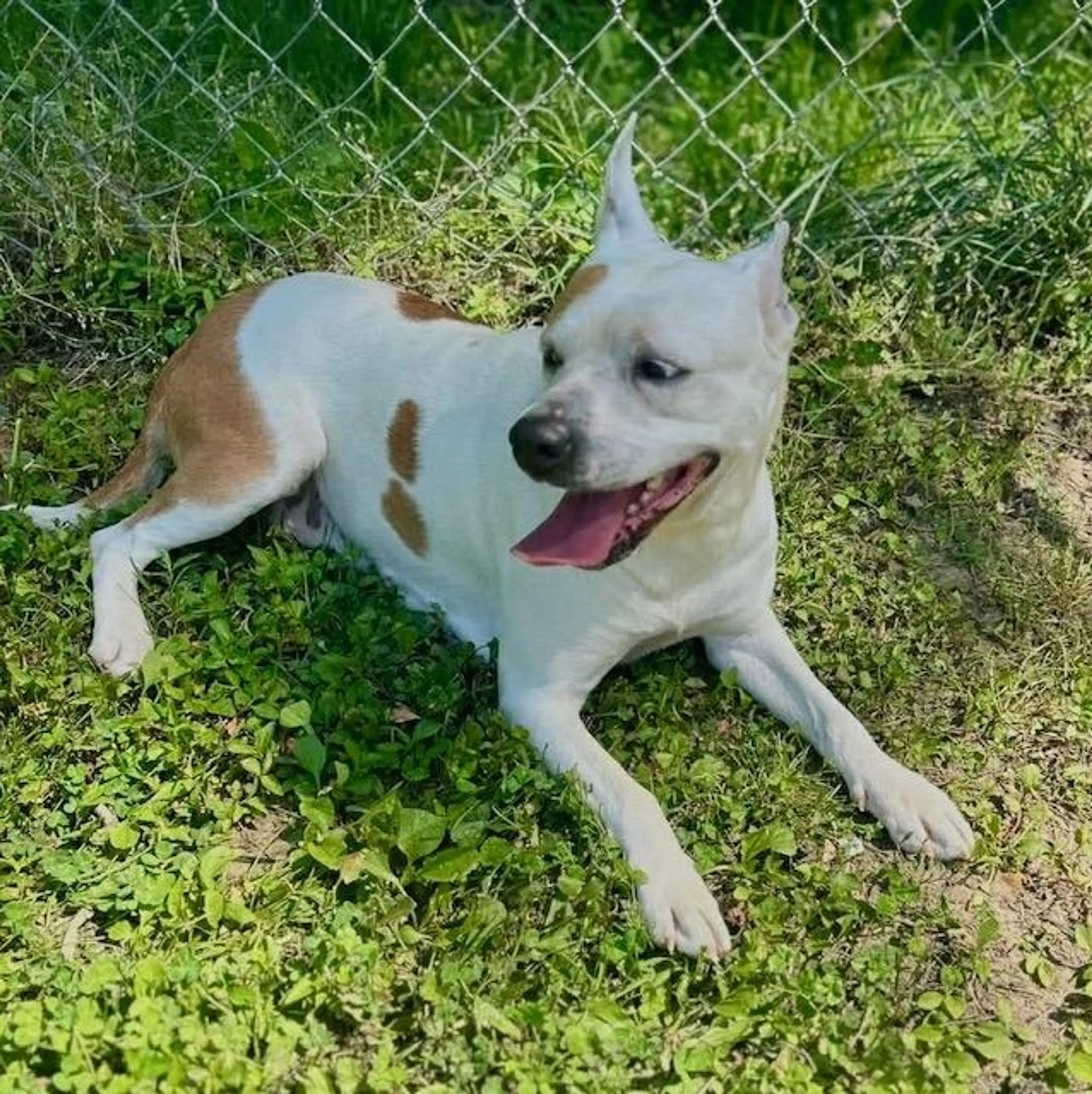 Found pet-2