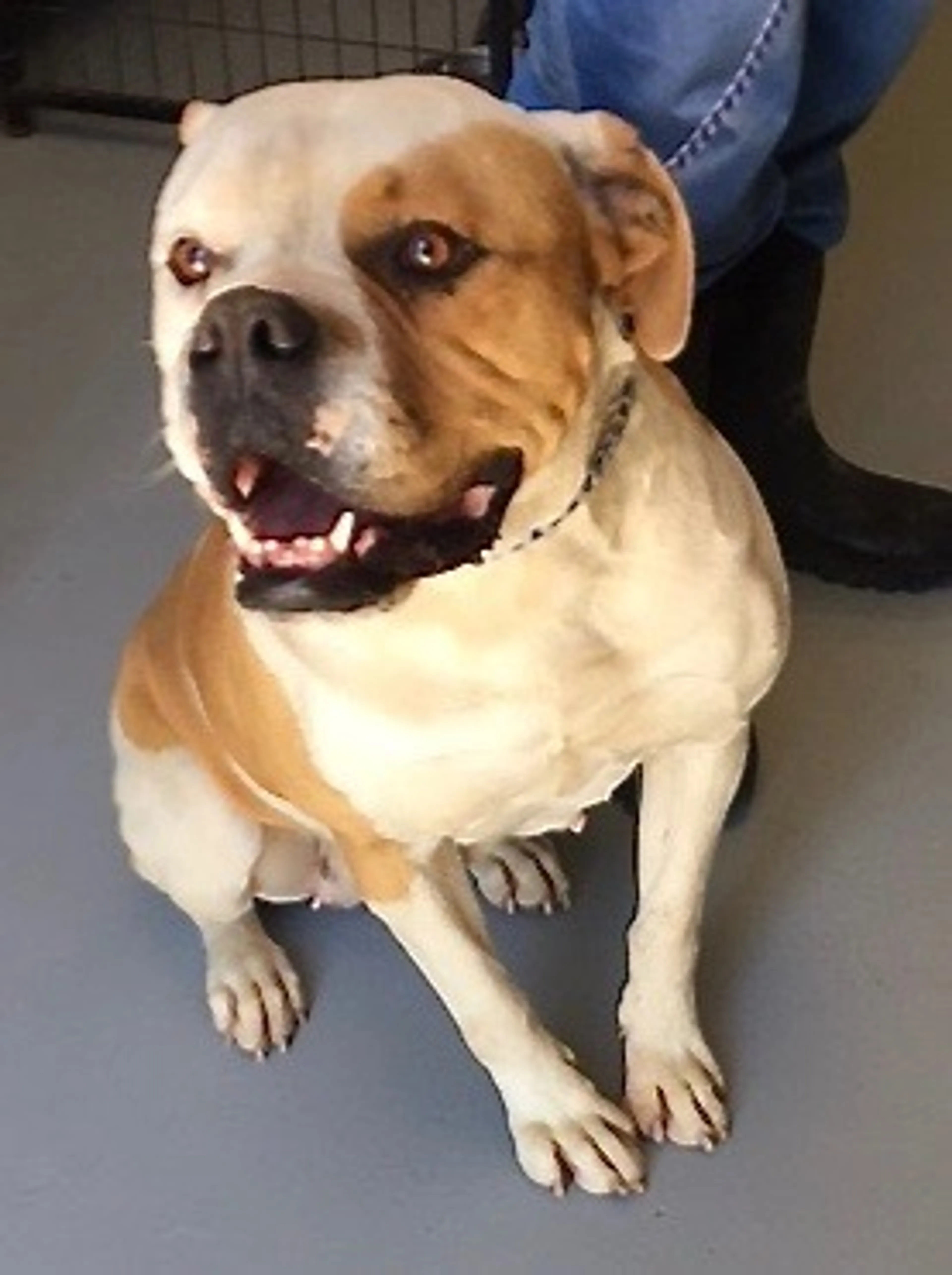 Found pet-1