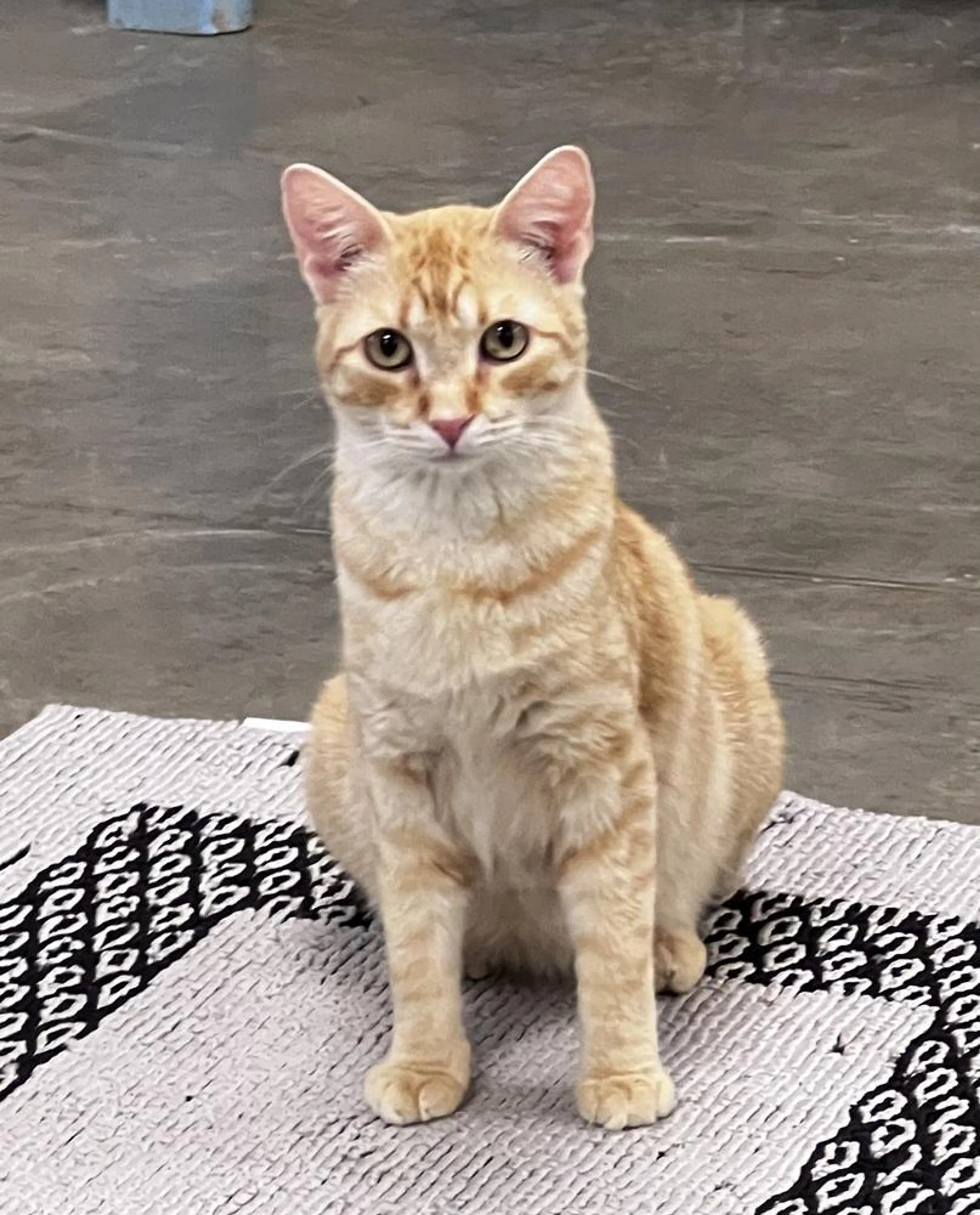 Found pet-2
