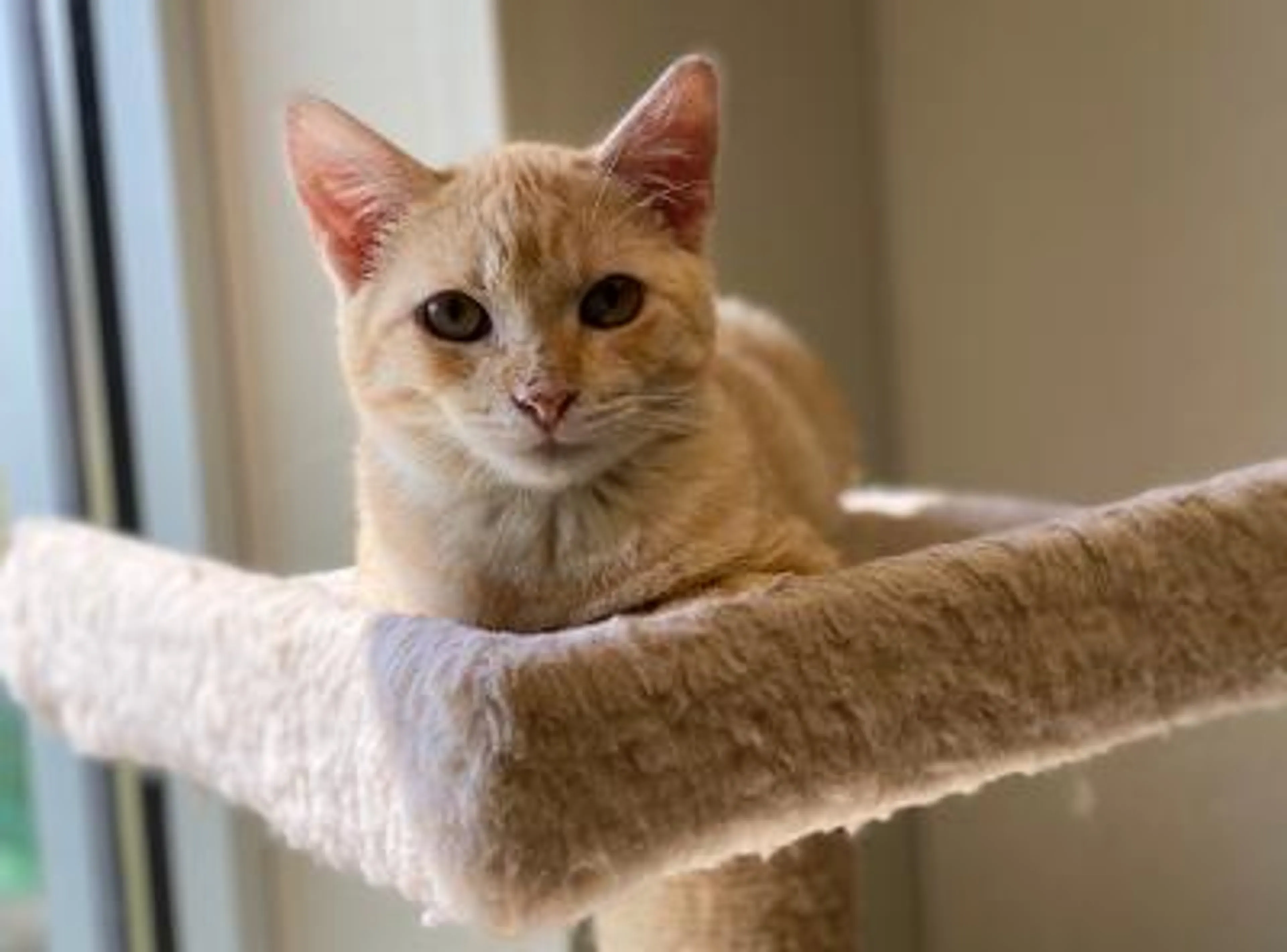 Found pet-1