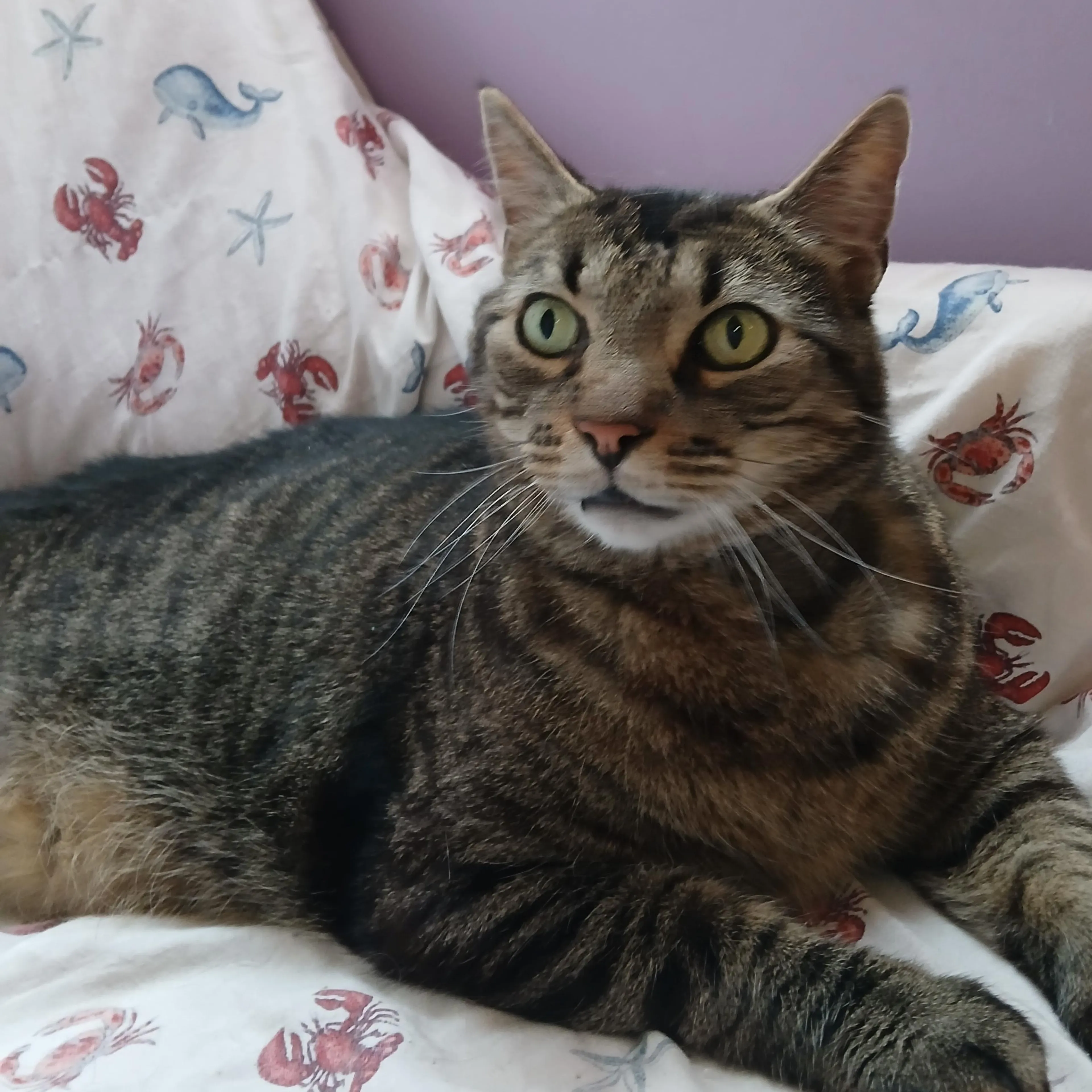 Found pet-1