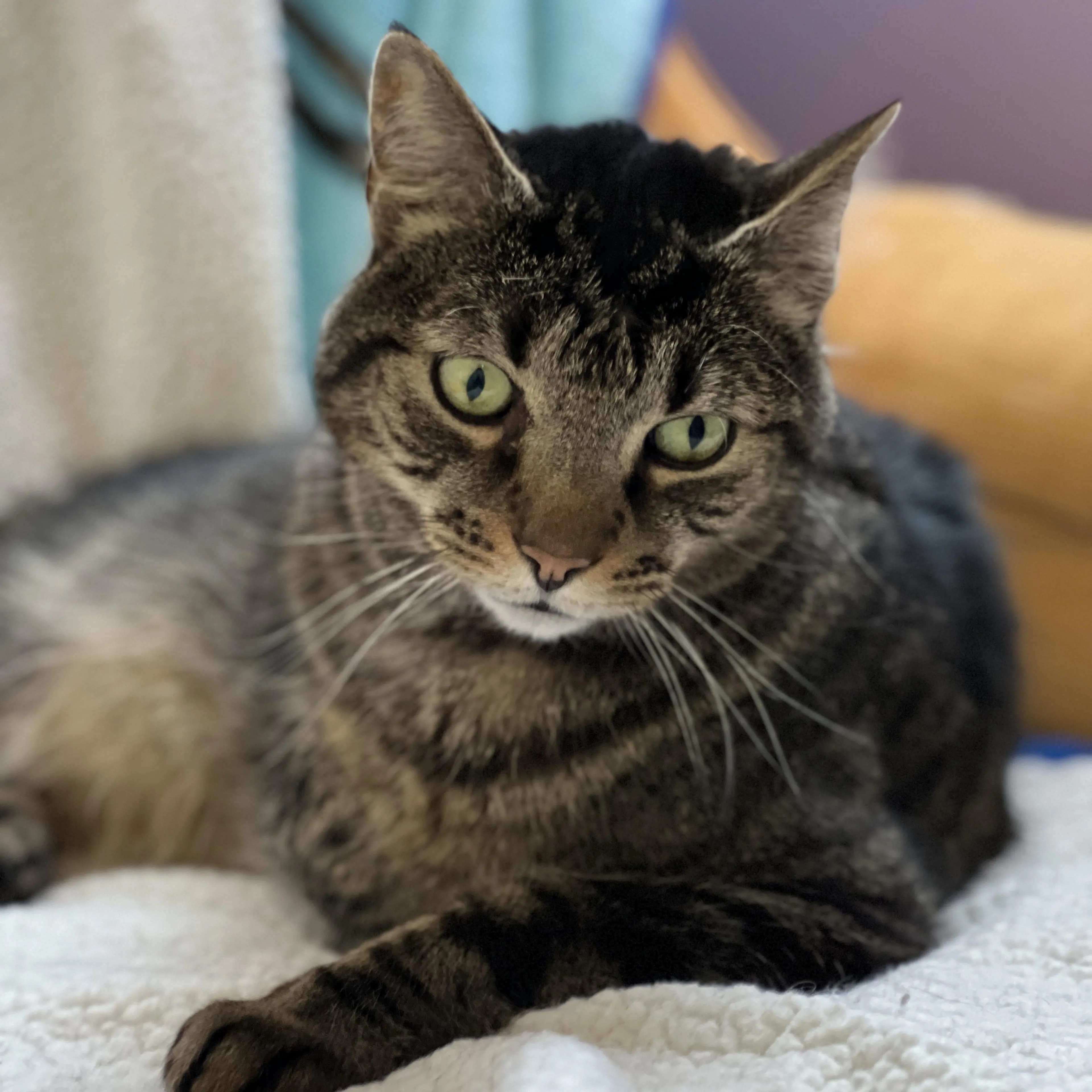 Found pet-3