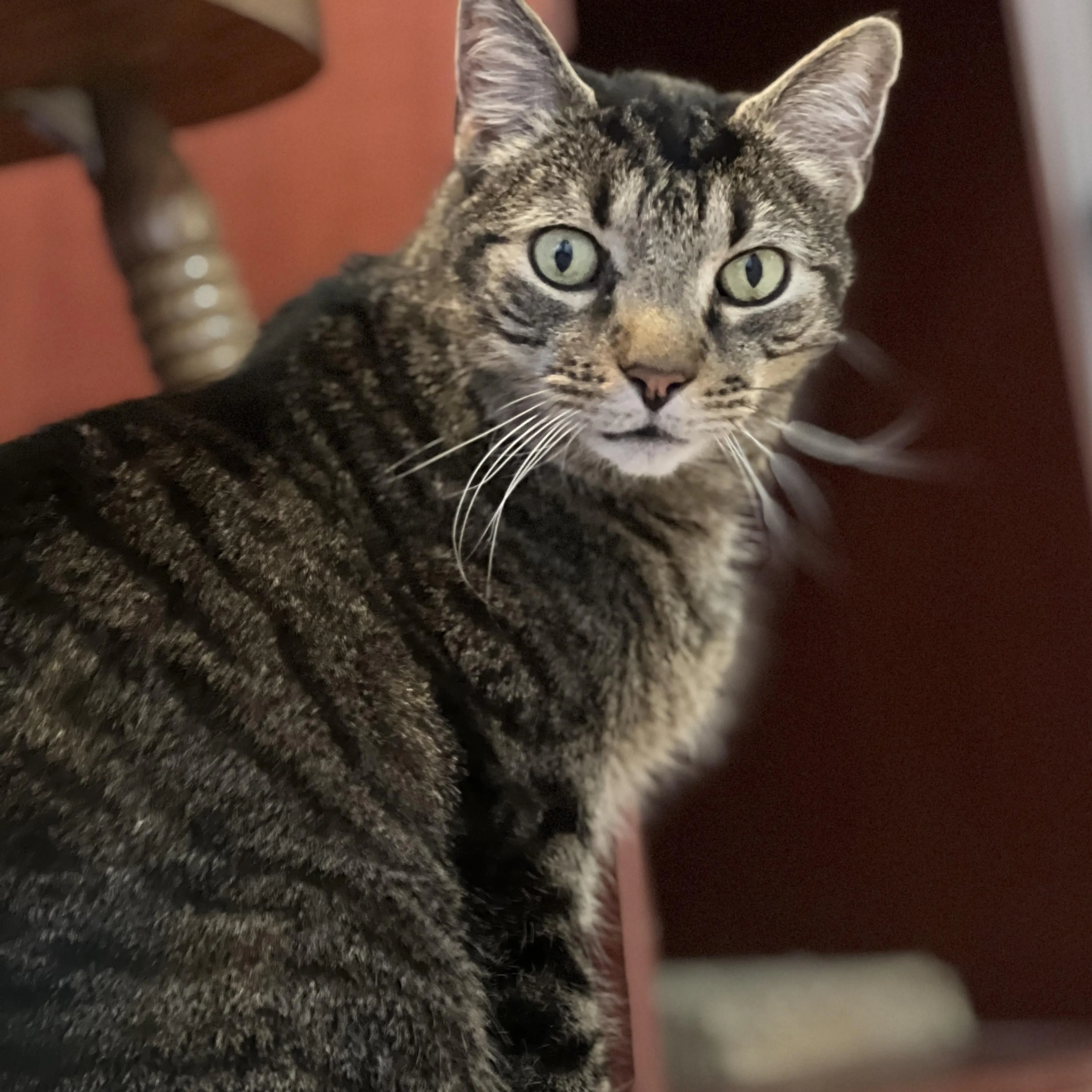 Found pet-2