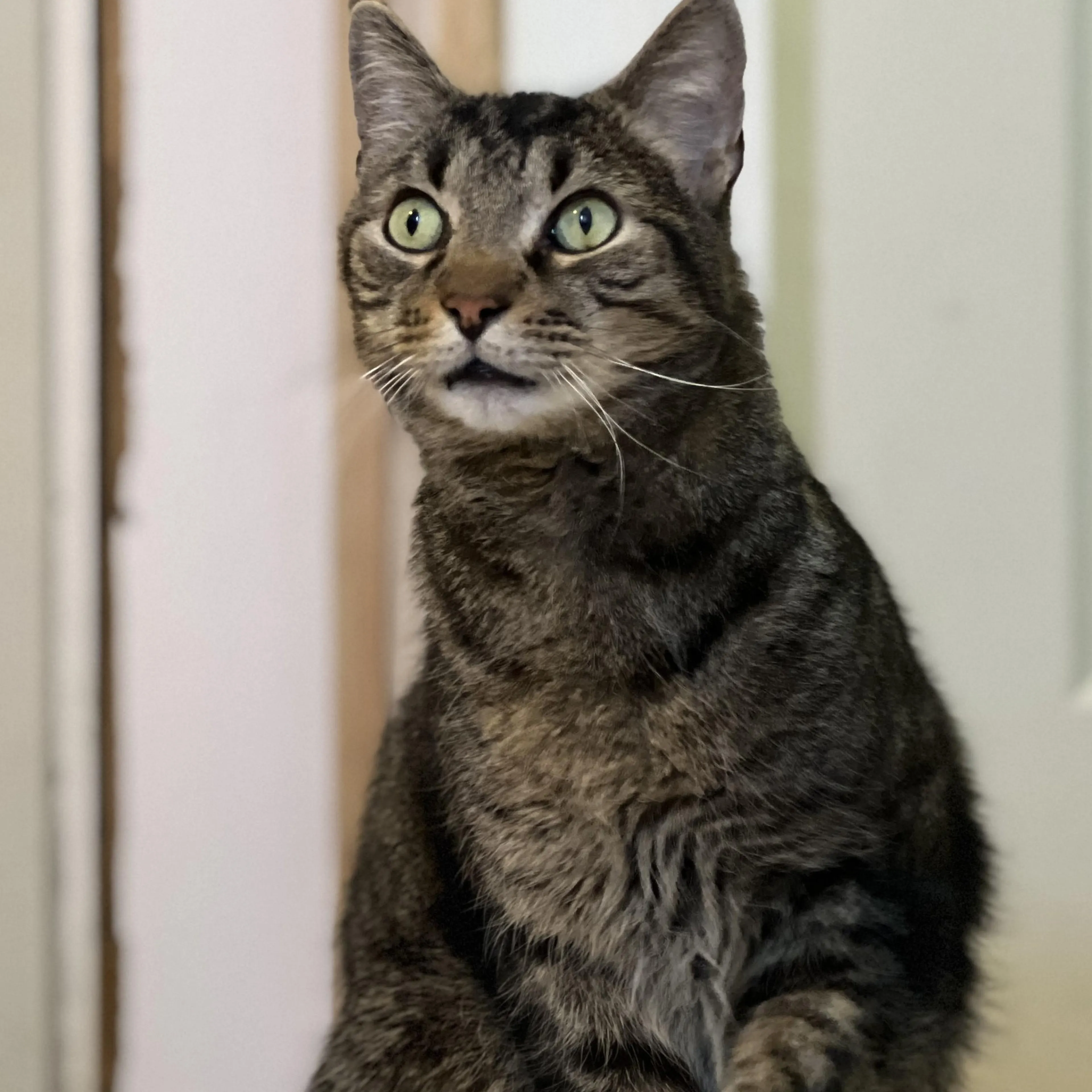 Found pet-4
