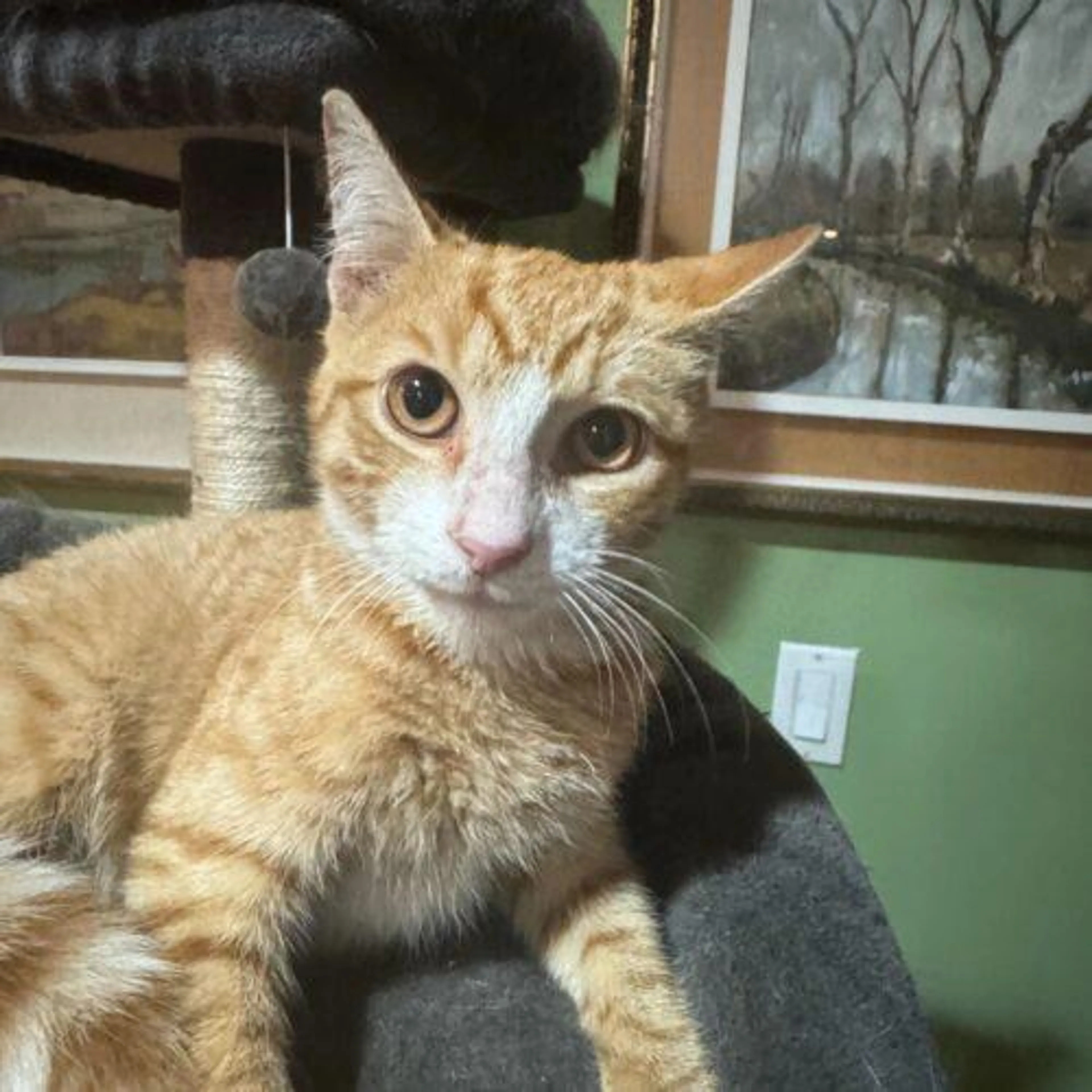 Found pet-4
