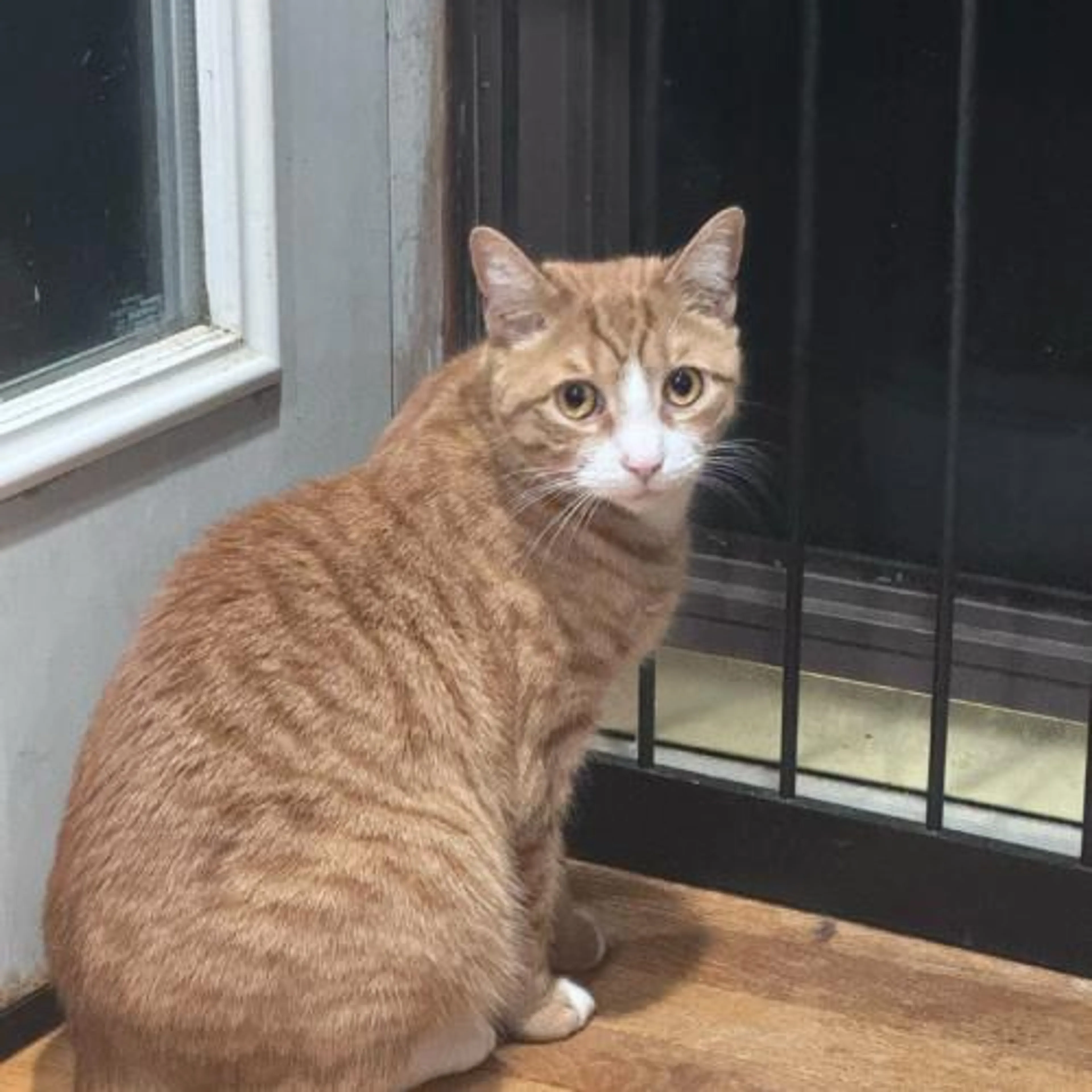 Found pet-2