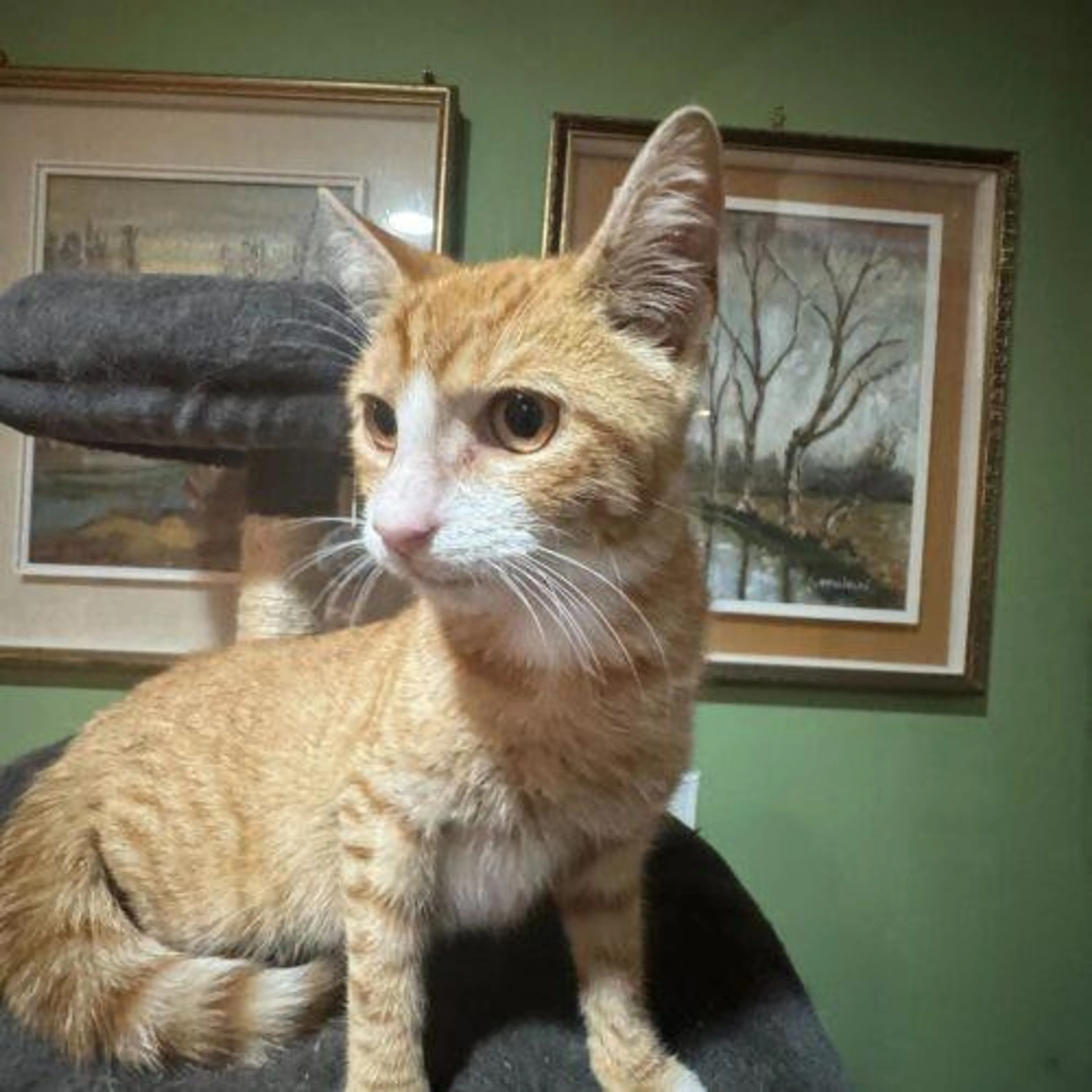 Found pet-1