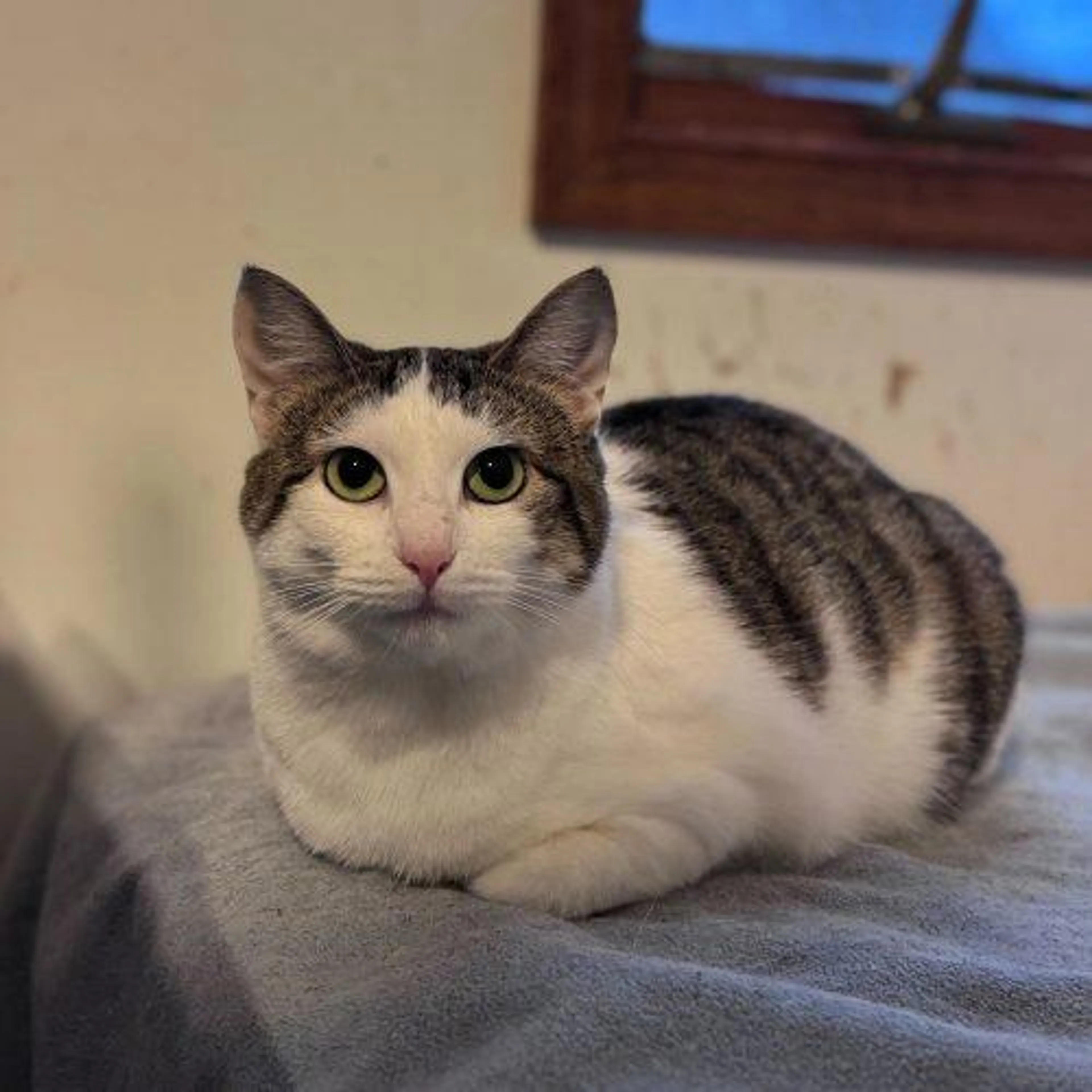 Found pet-0