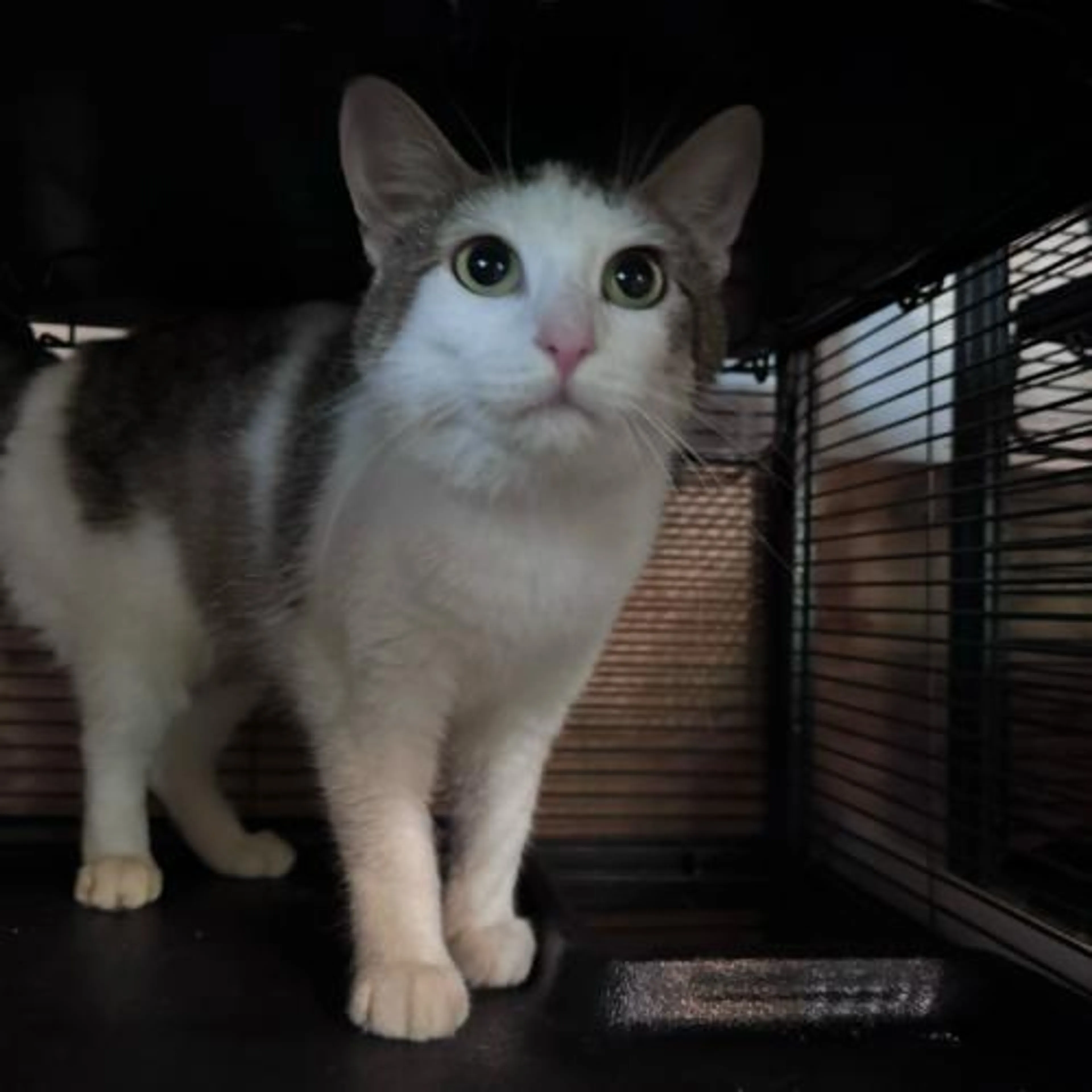 Found pet-5