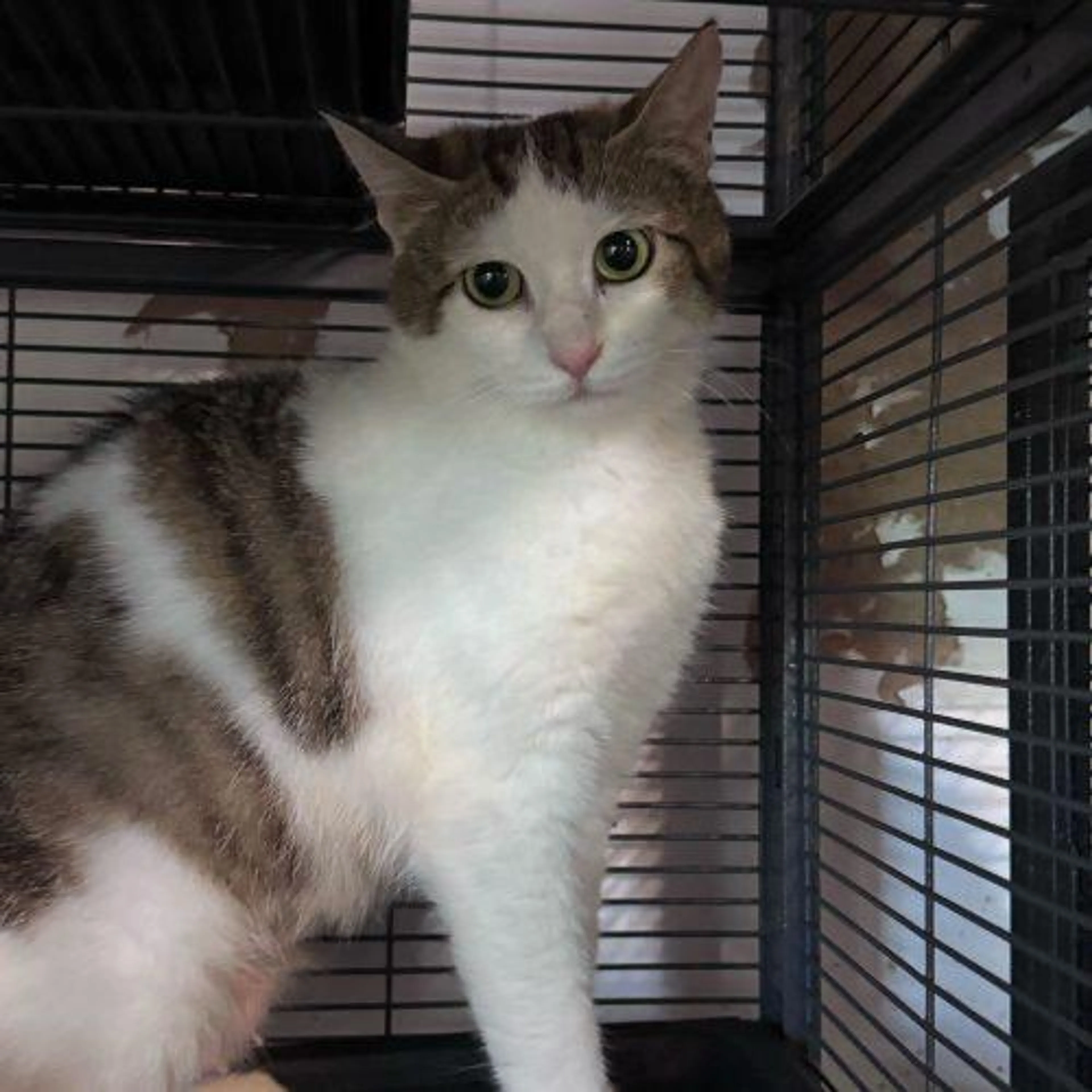 Found pet-4