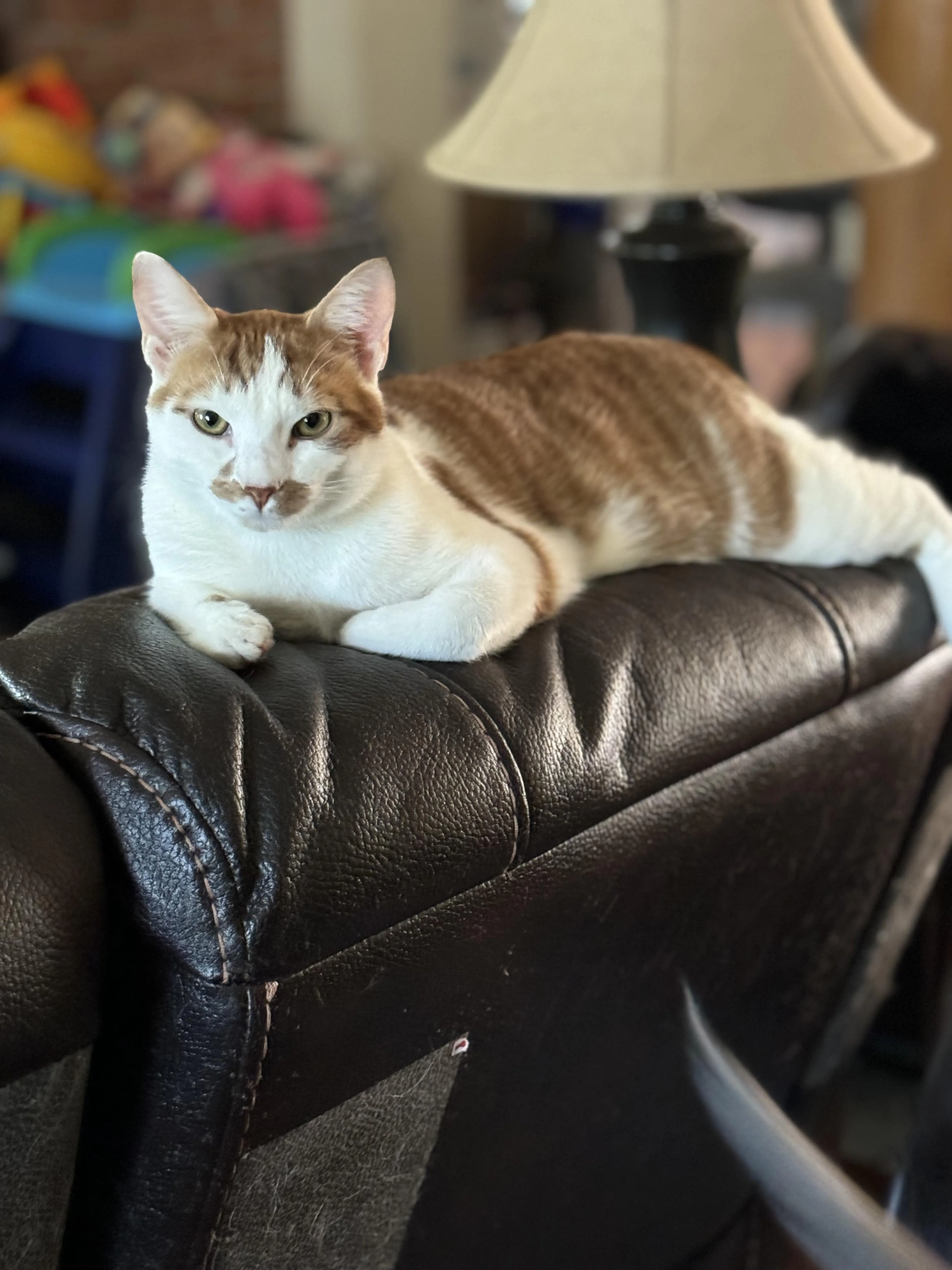 Found pet