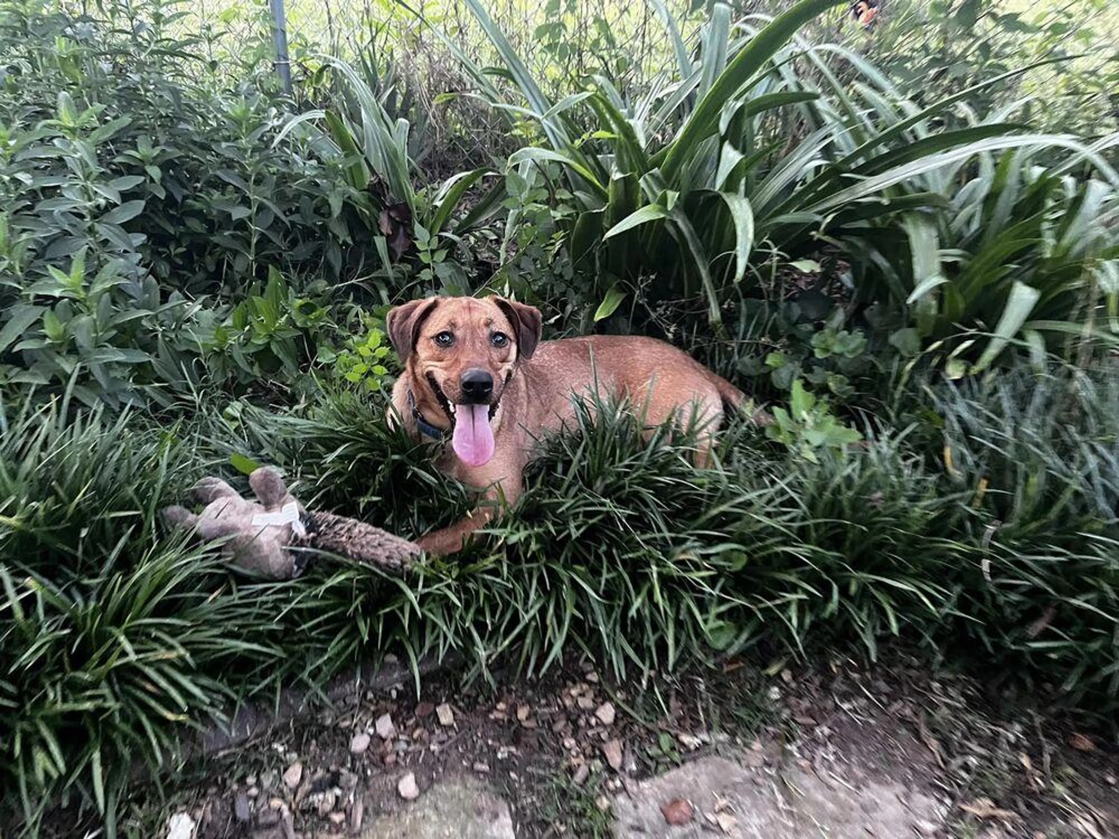 Found pet-5