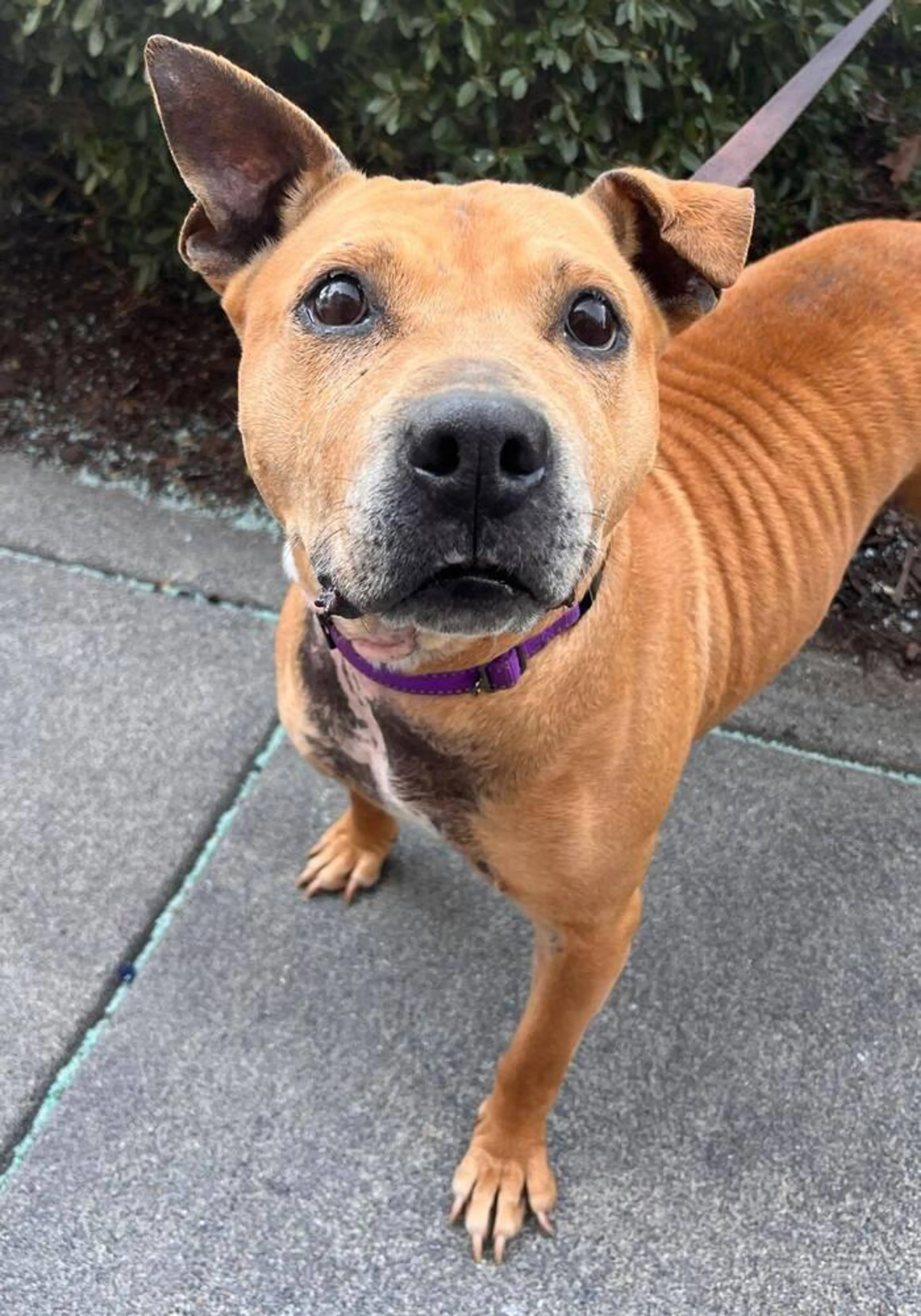 Found pet-1