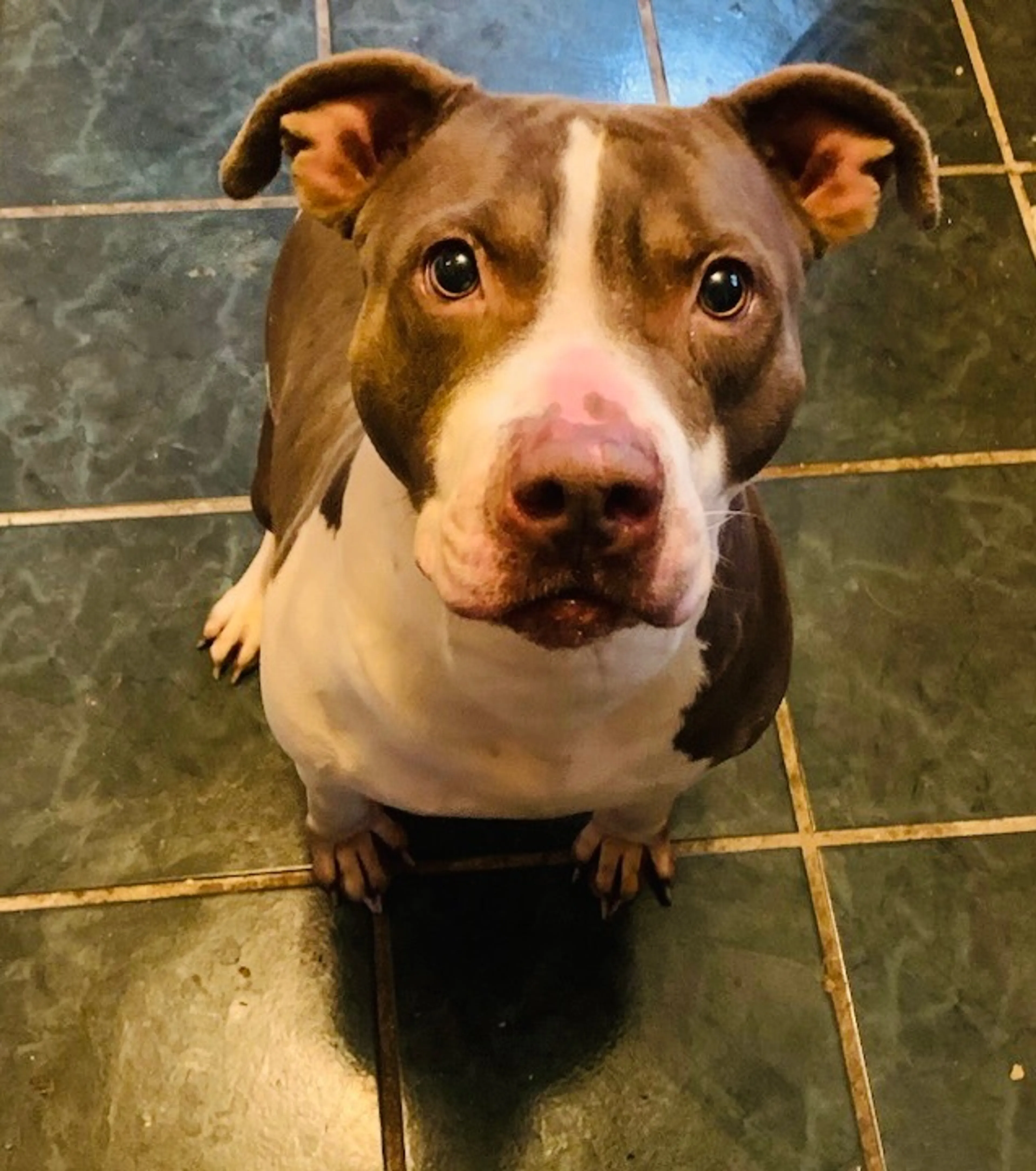 Found pet-1