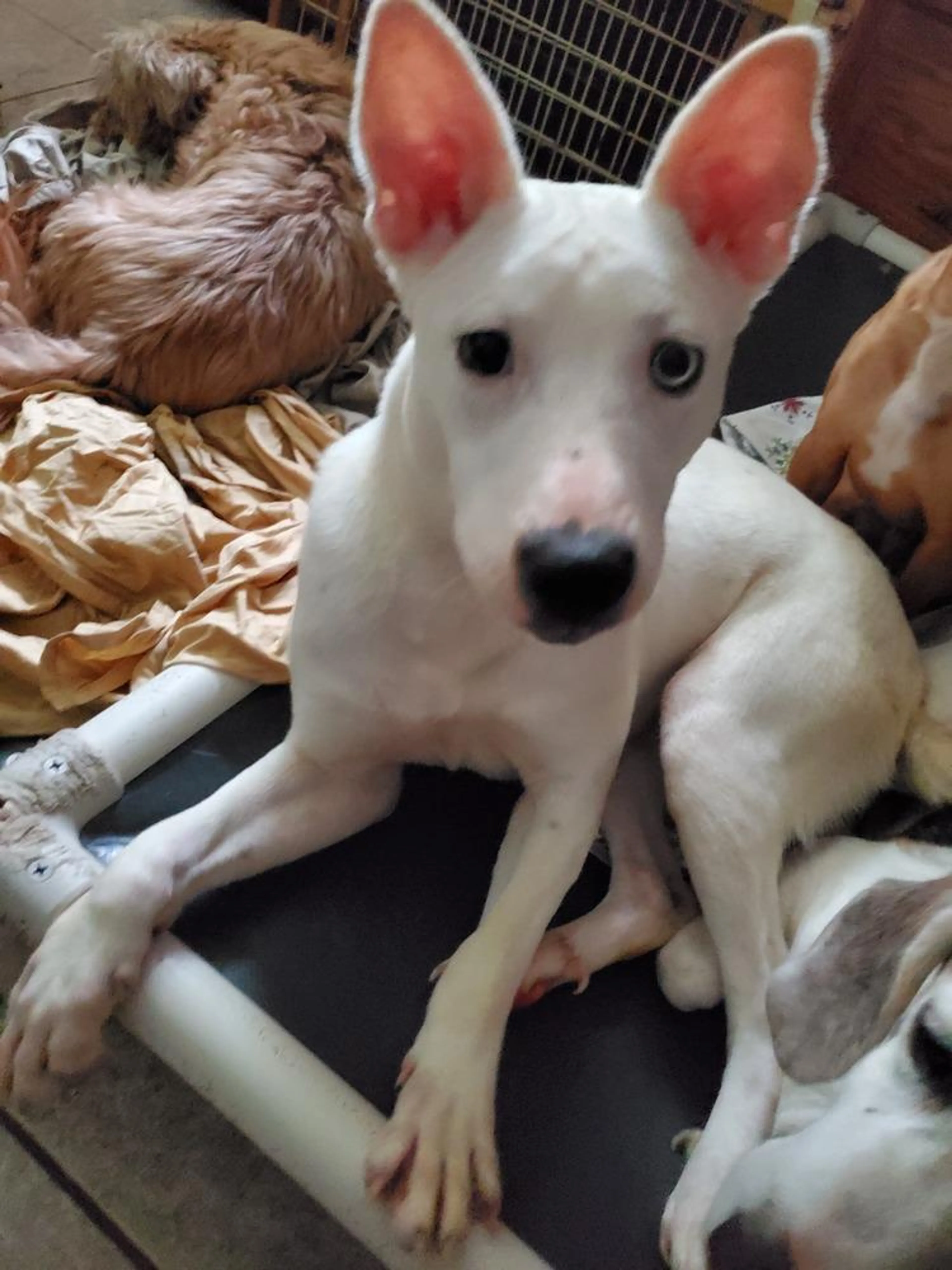Found pet-5