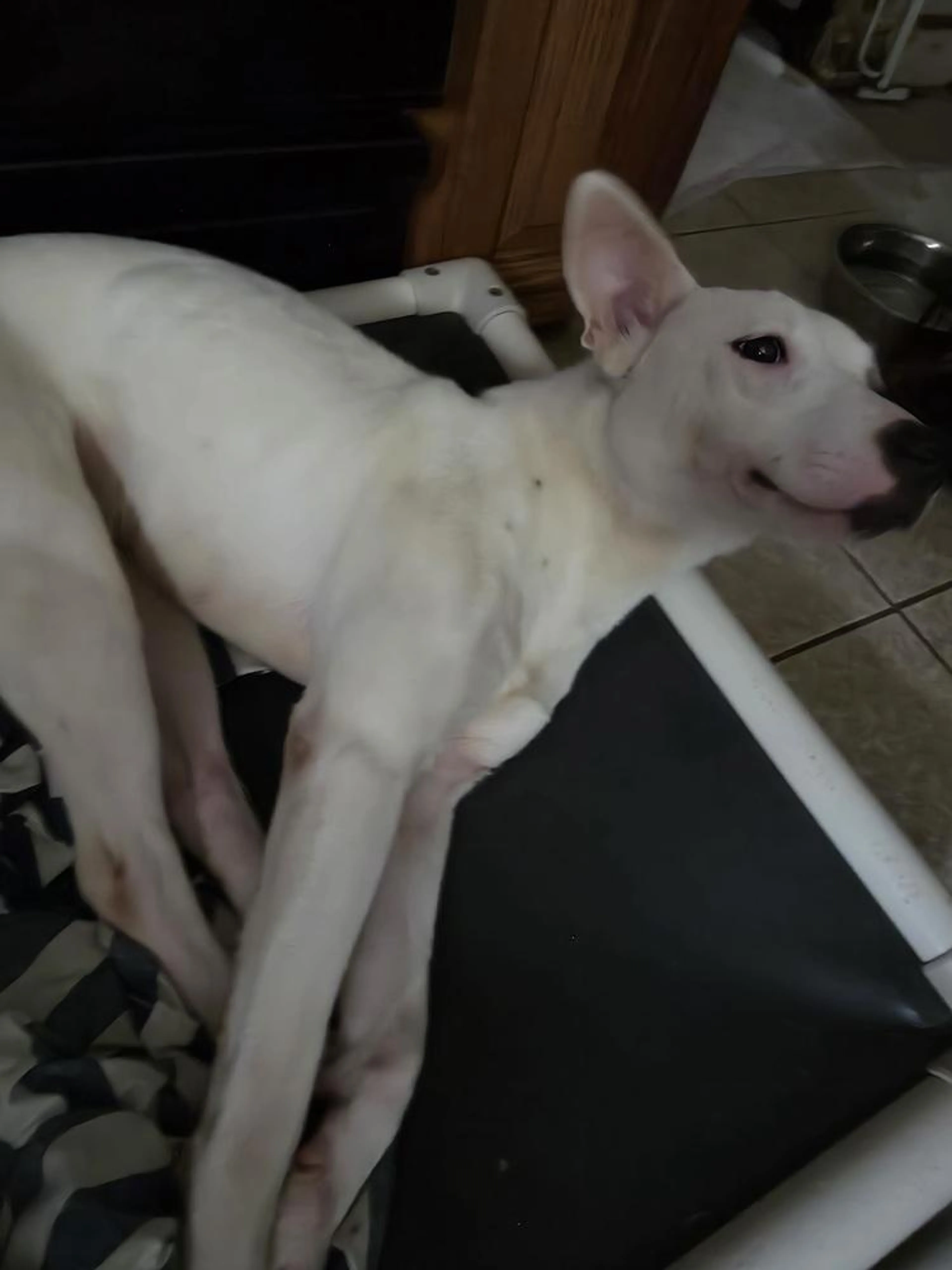 Found pet-4