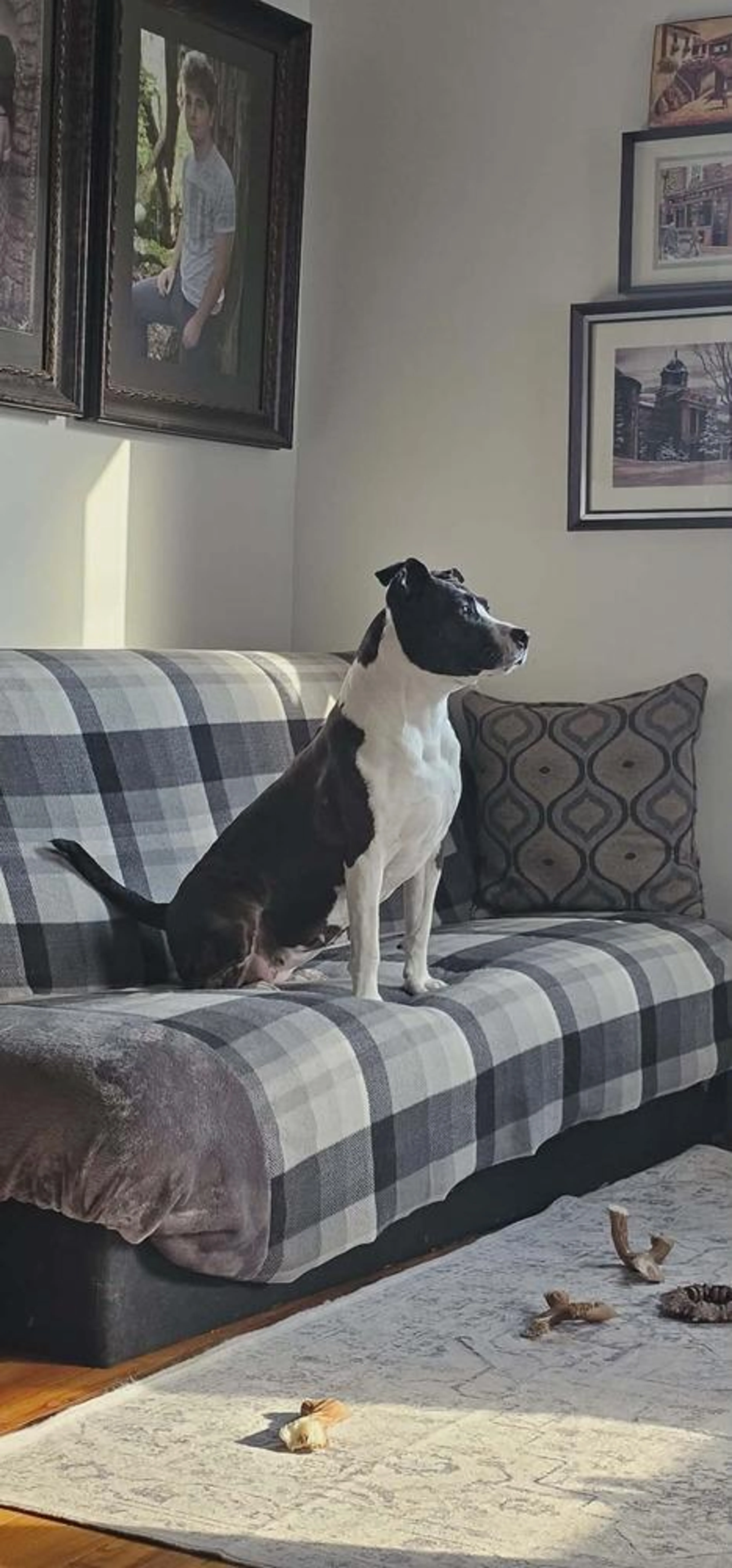Found pet-2