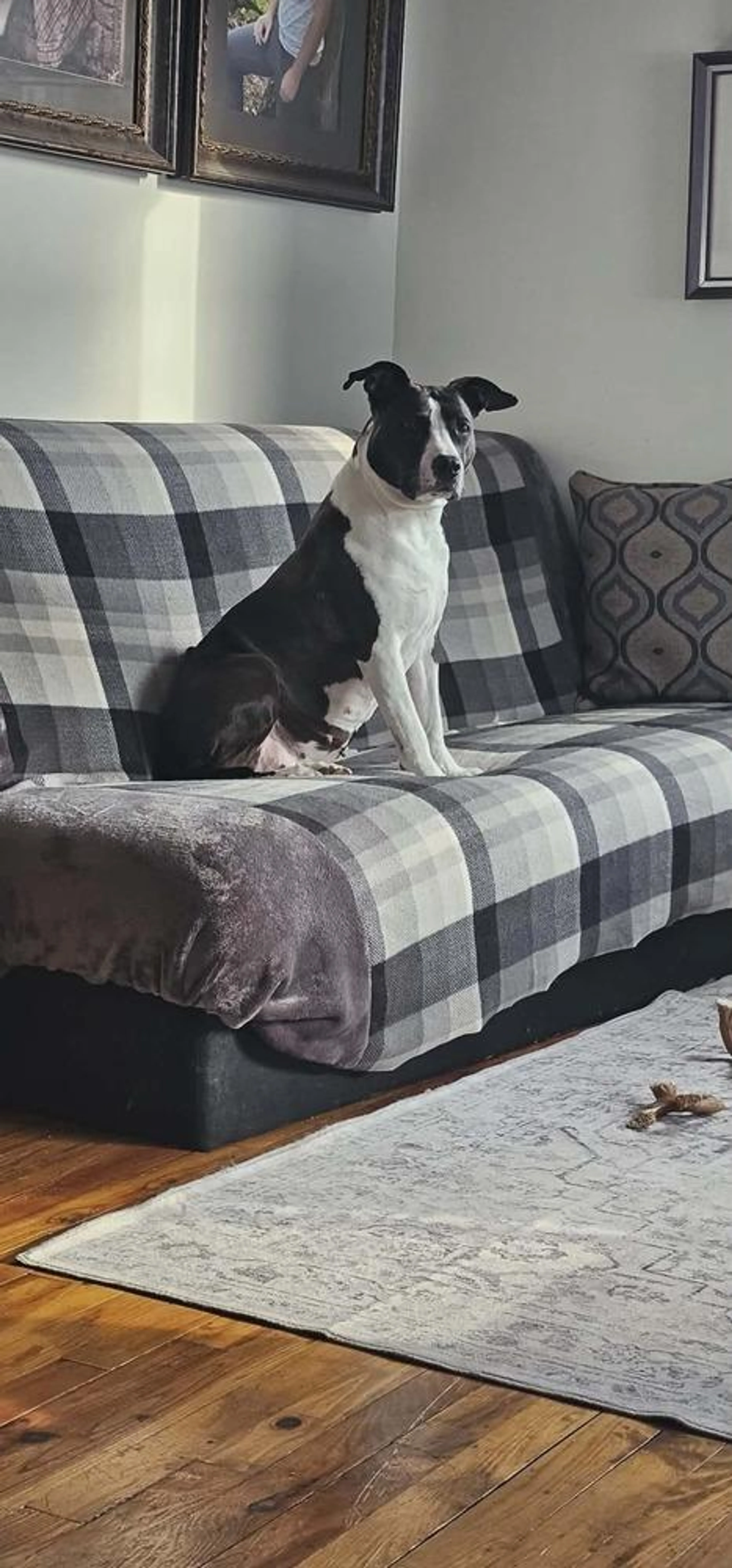 Found pet-4
