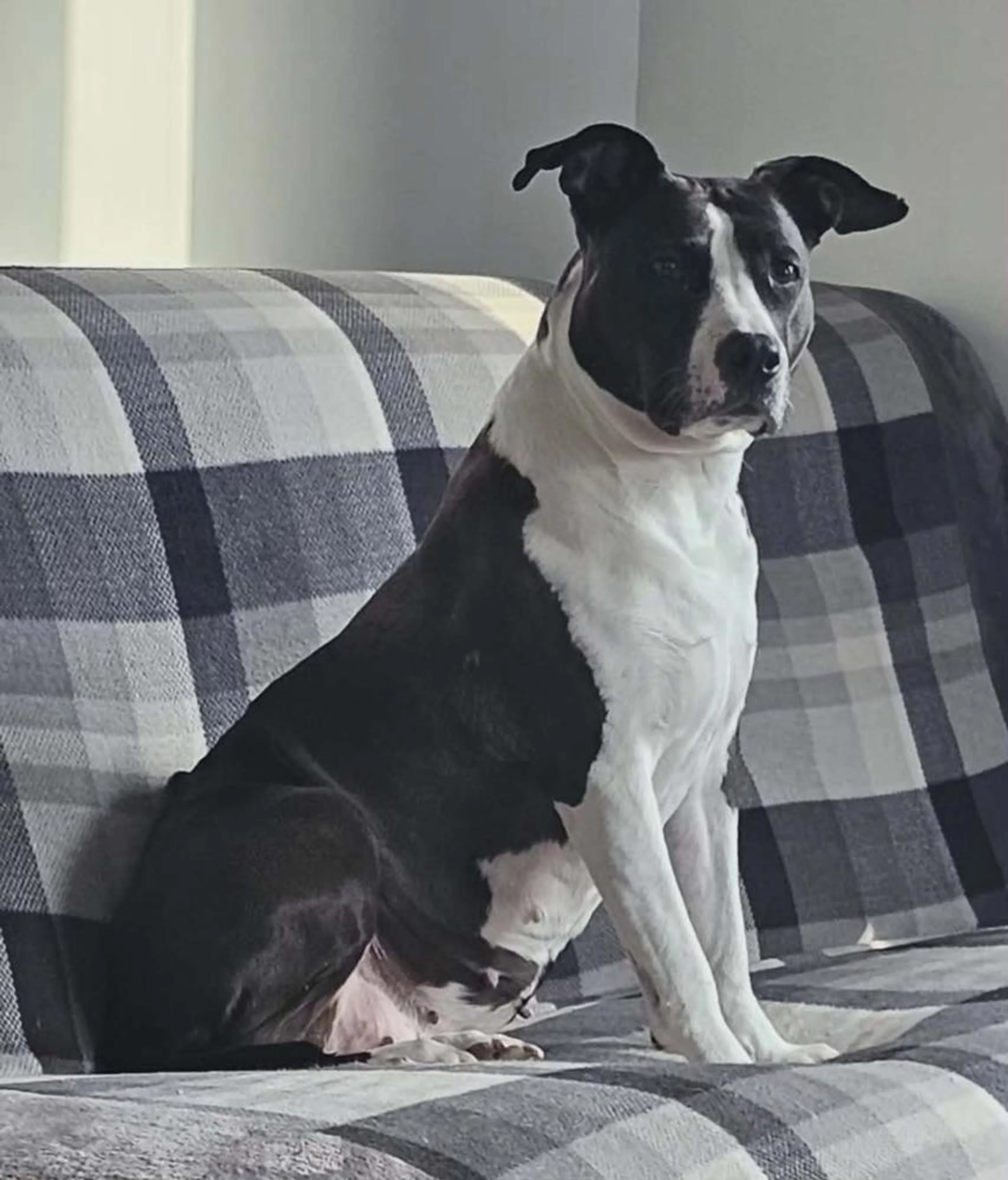Found pet-5
