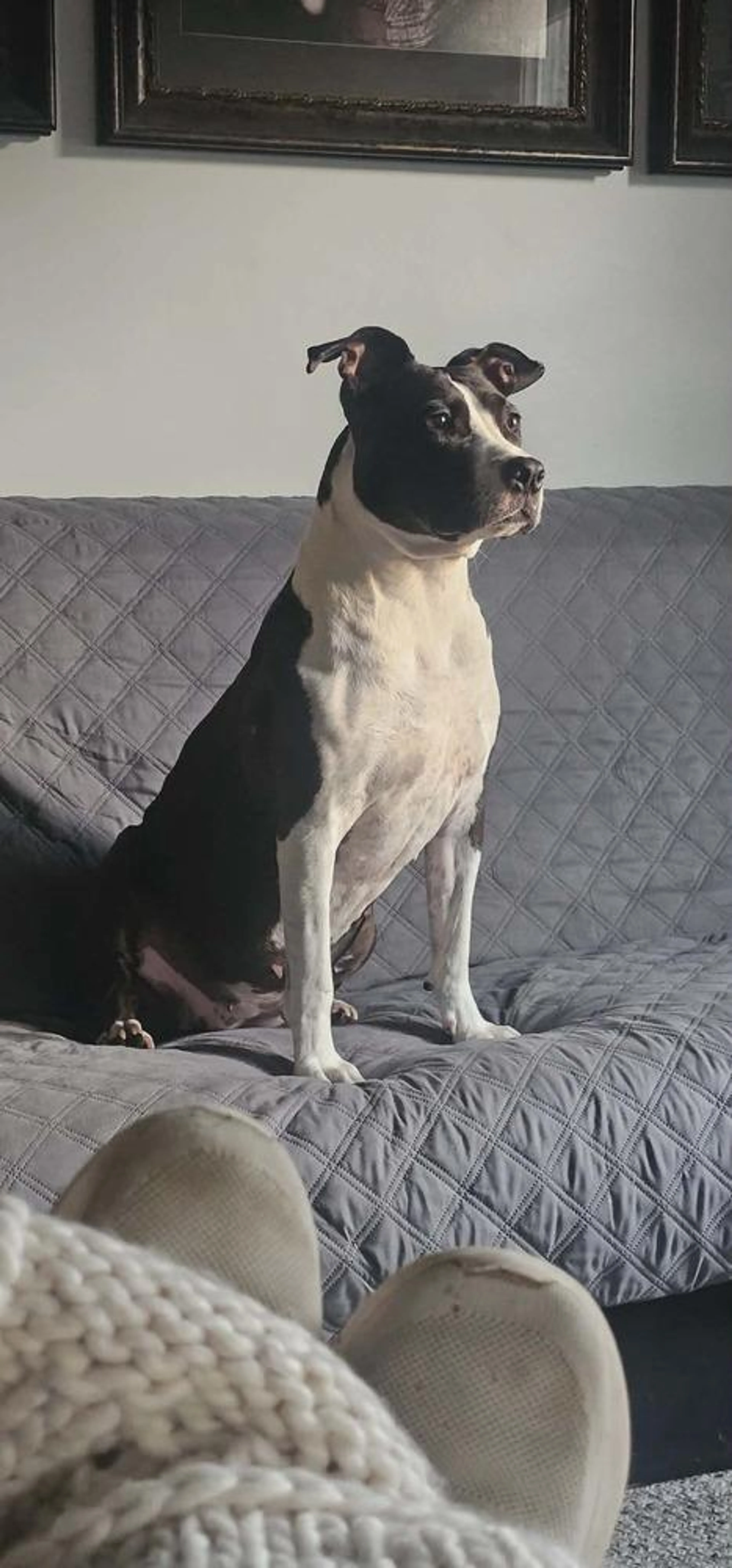 Found pet-0