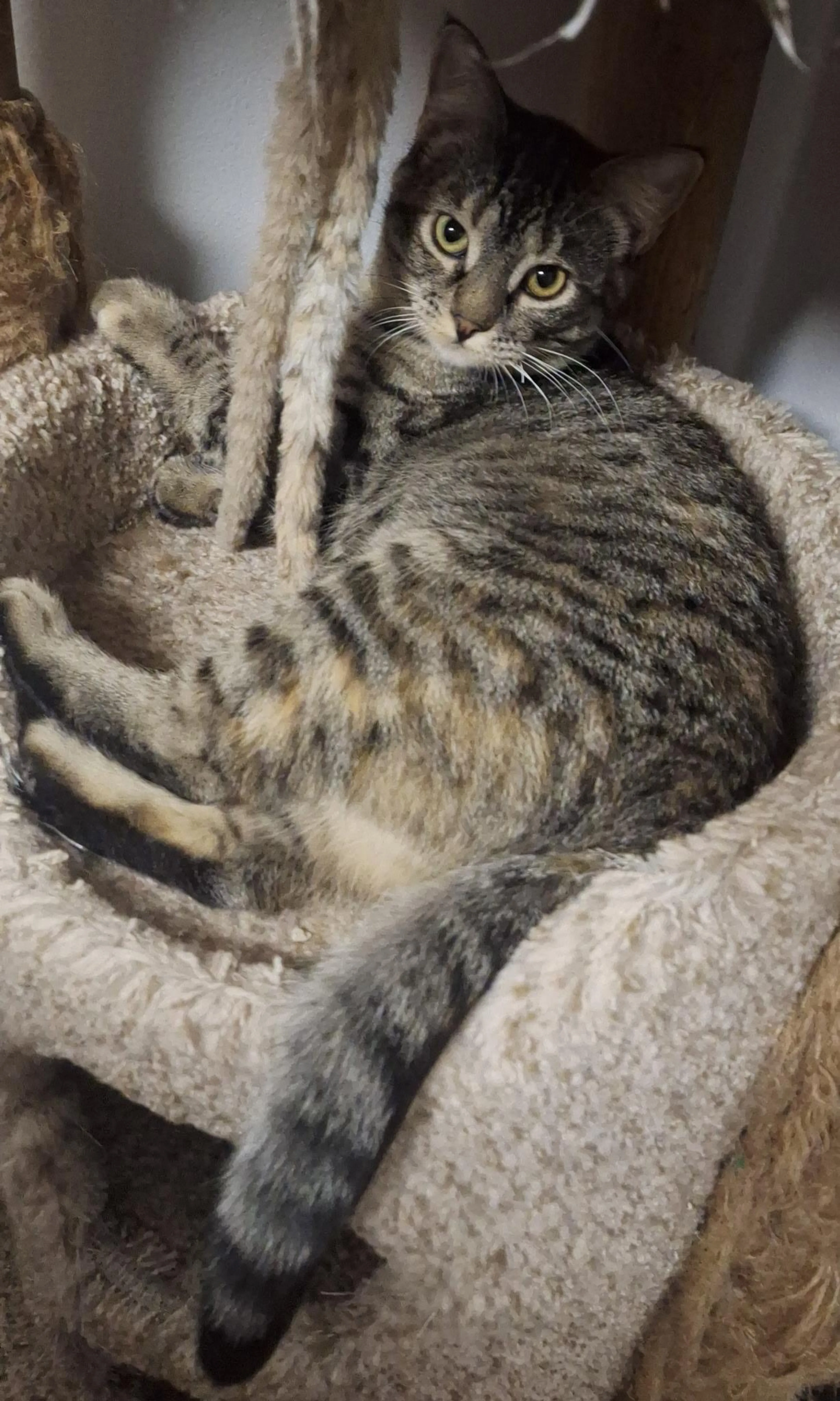 Found pet-4