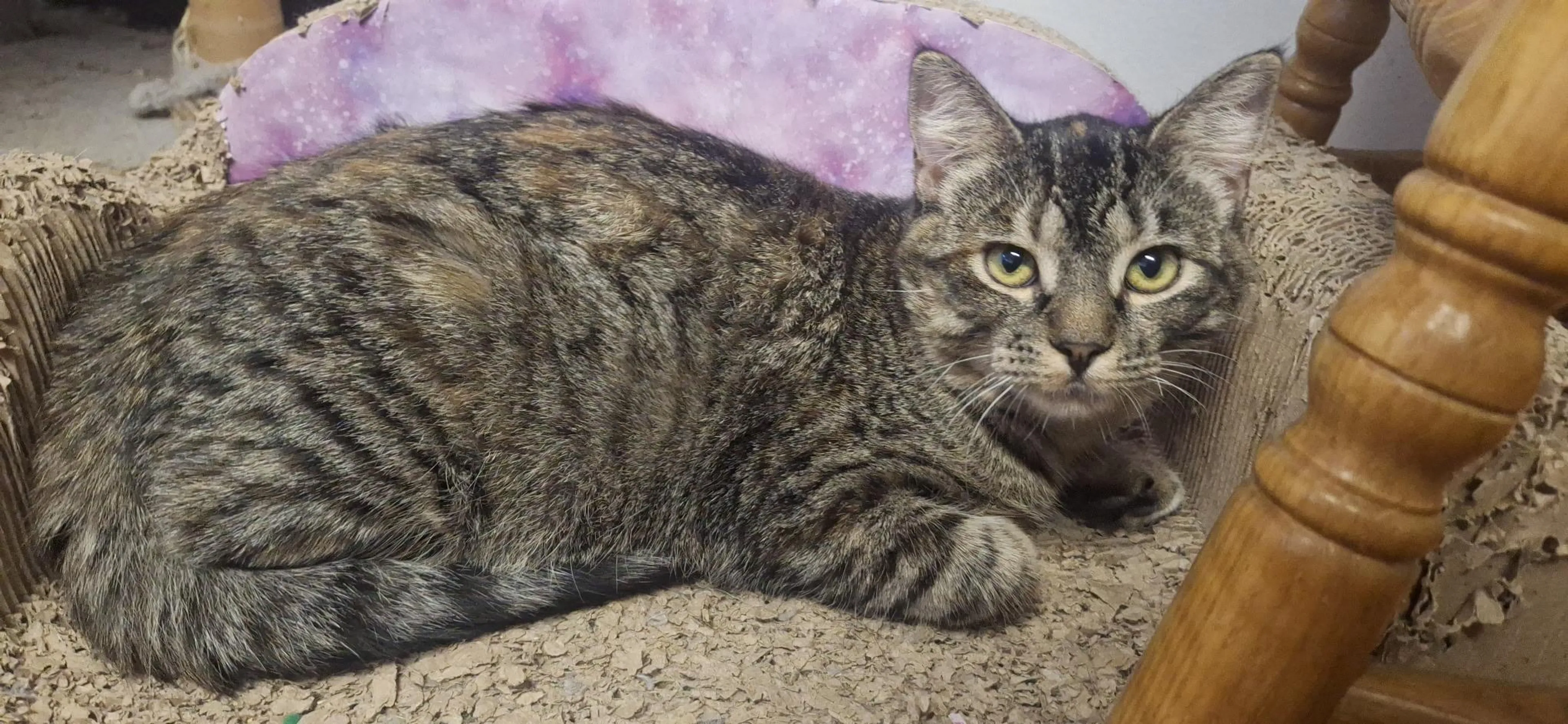 Found pet-3