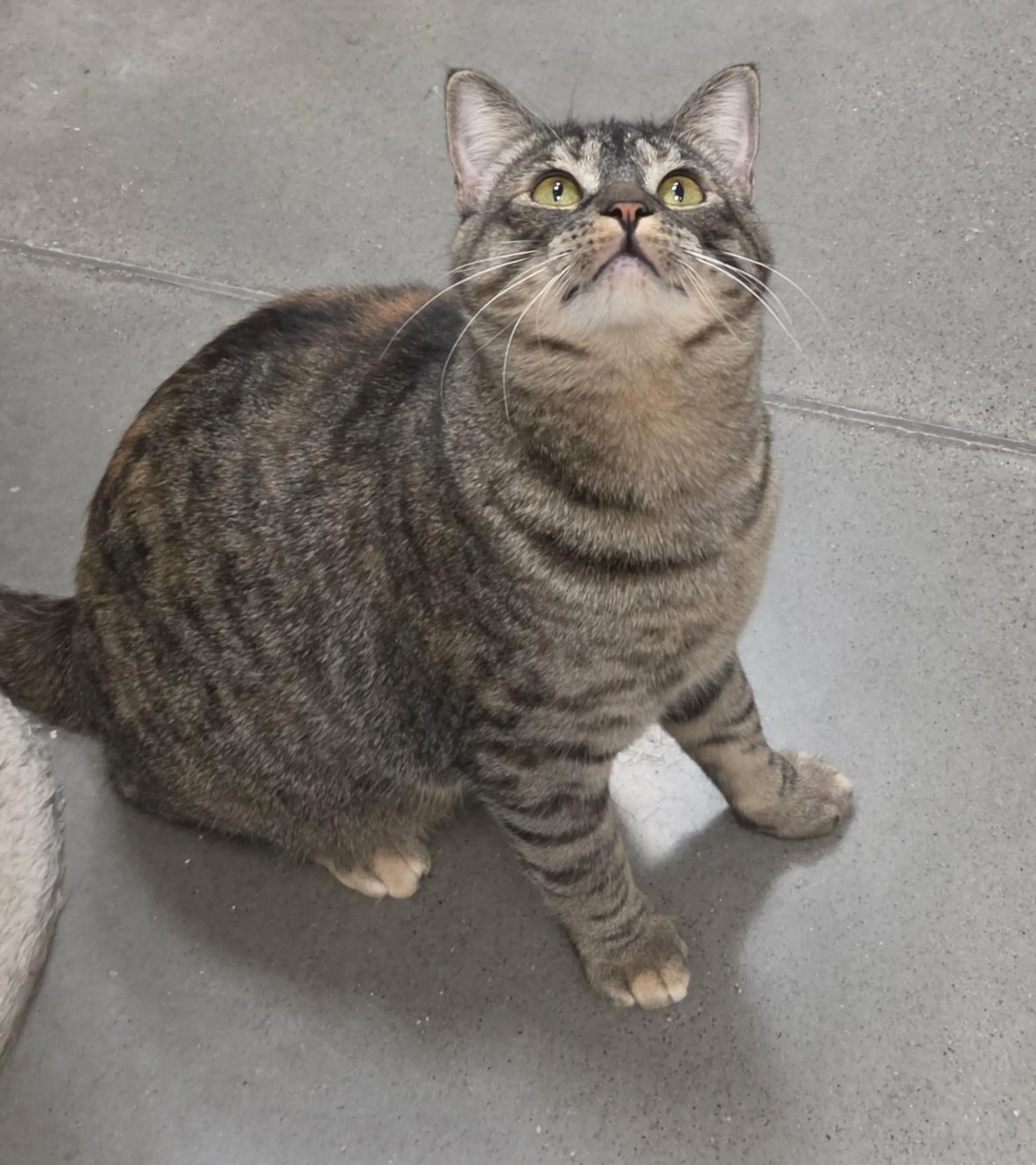 Found pet-1
