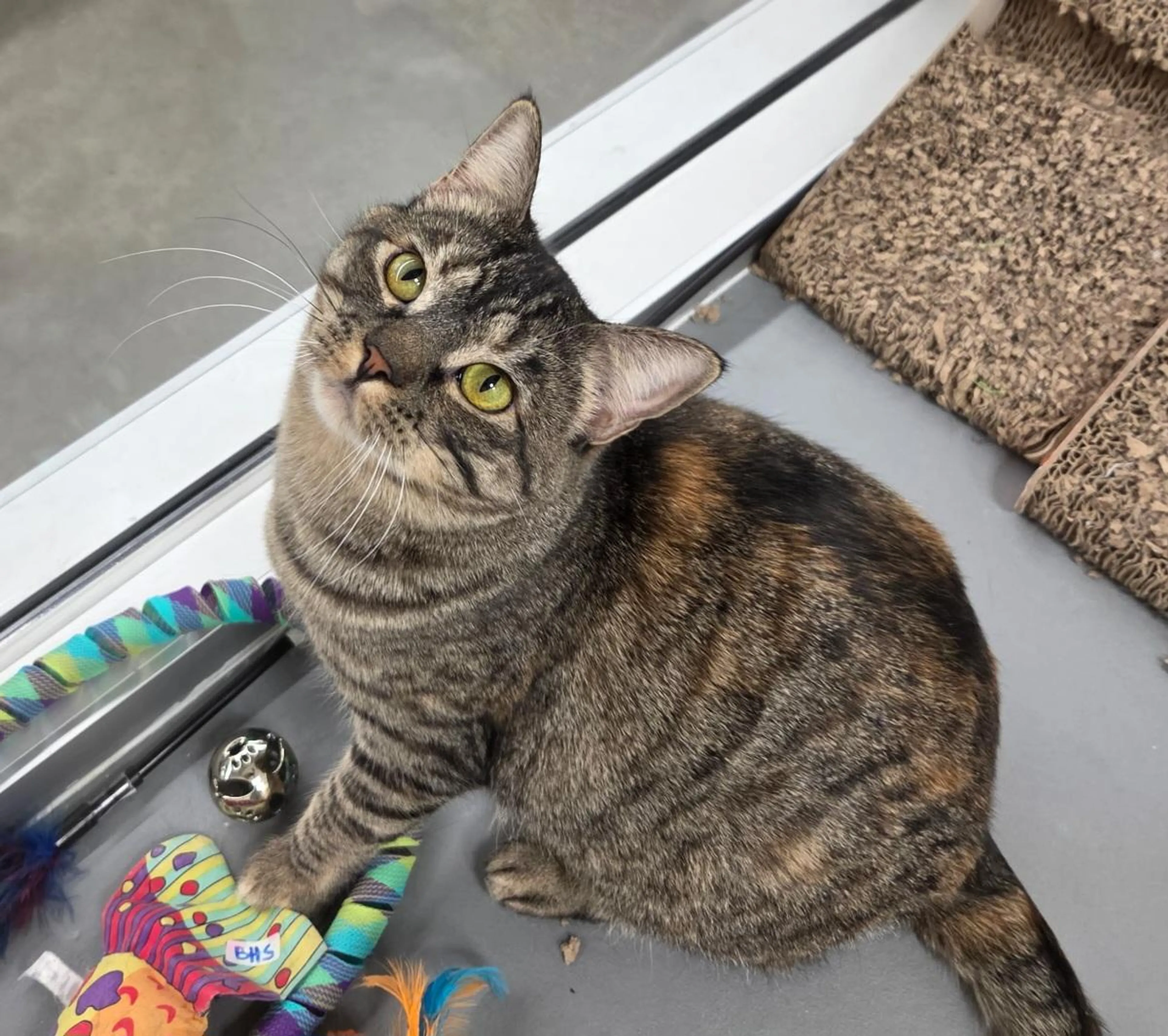 Found pet-2