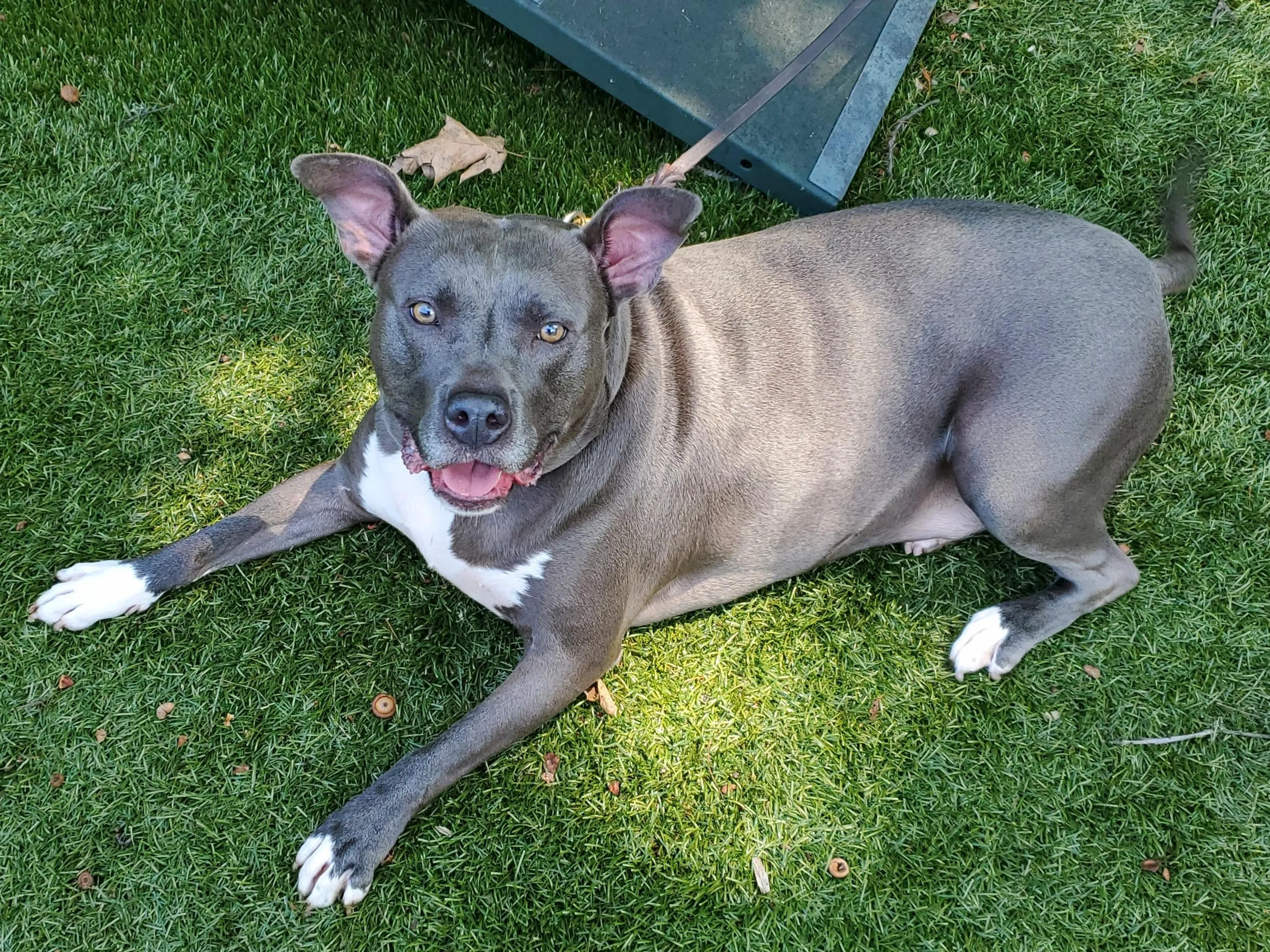 Found pet-5