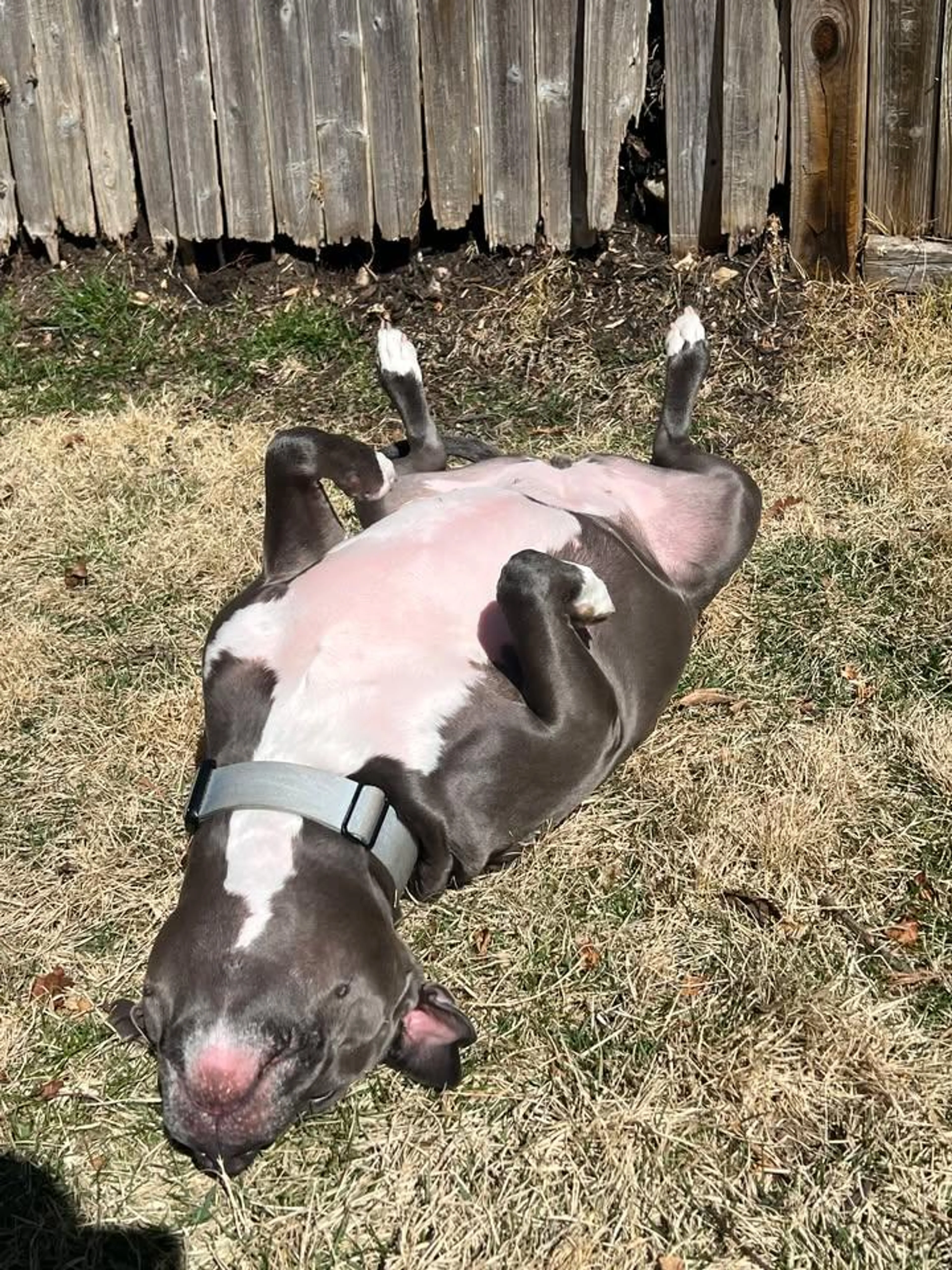Found pet-4