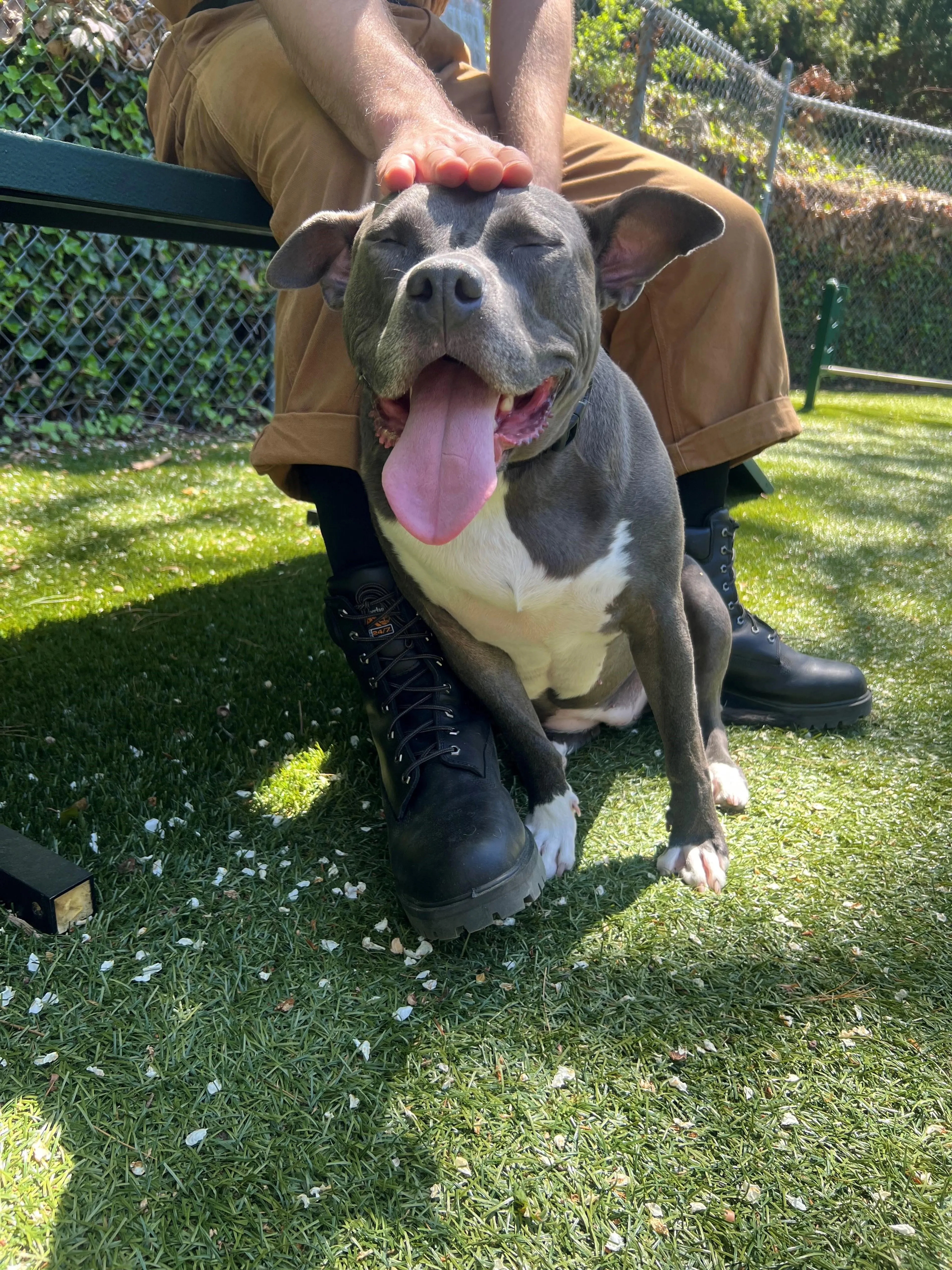 Found pet-3