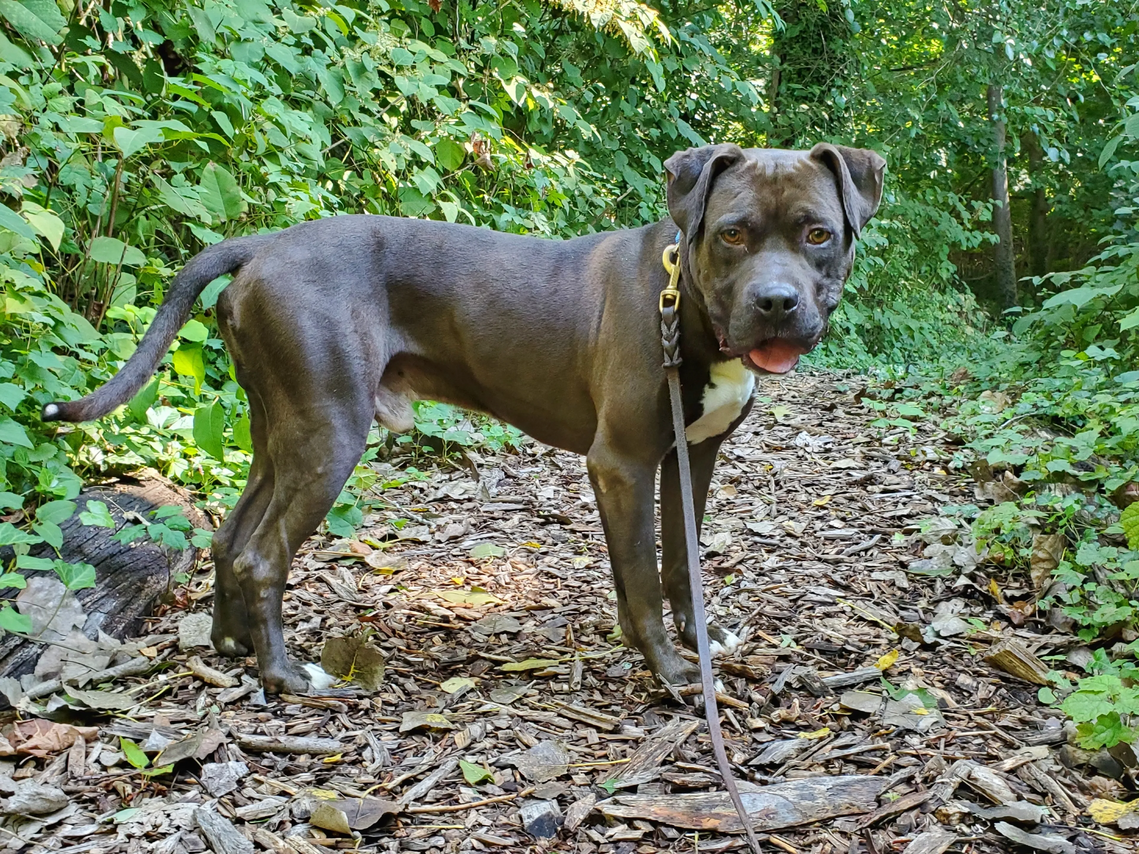 Found pet-1
